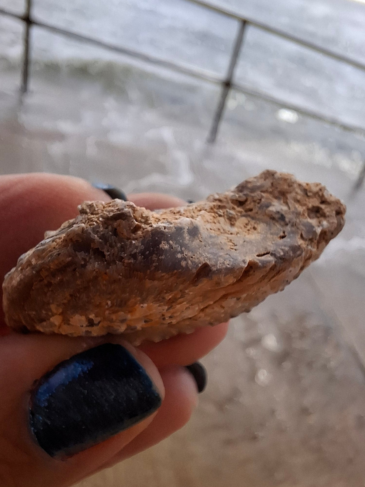 Chalcedony Oyster, Fossil (Ref: FO8)
