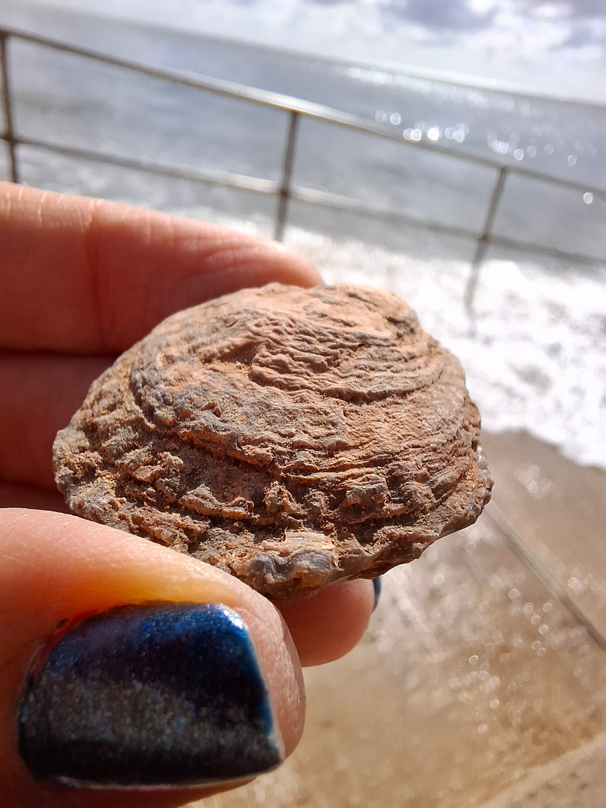 Chalcedony Oyster, Fossil (Ref: FO9)