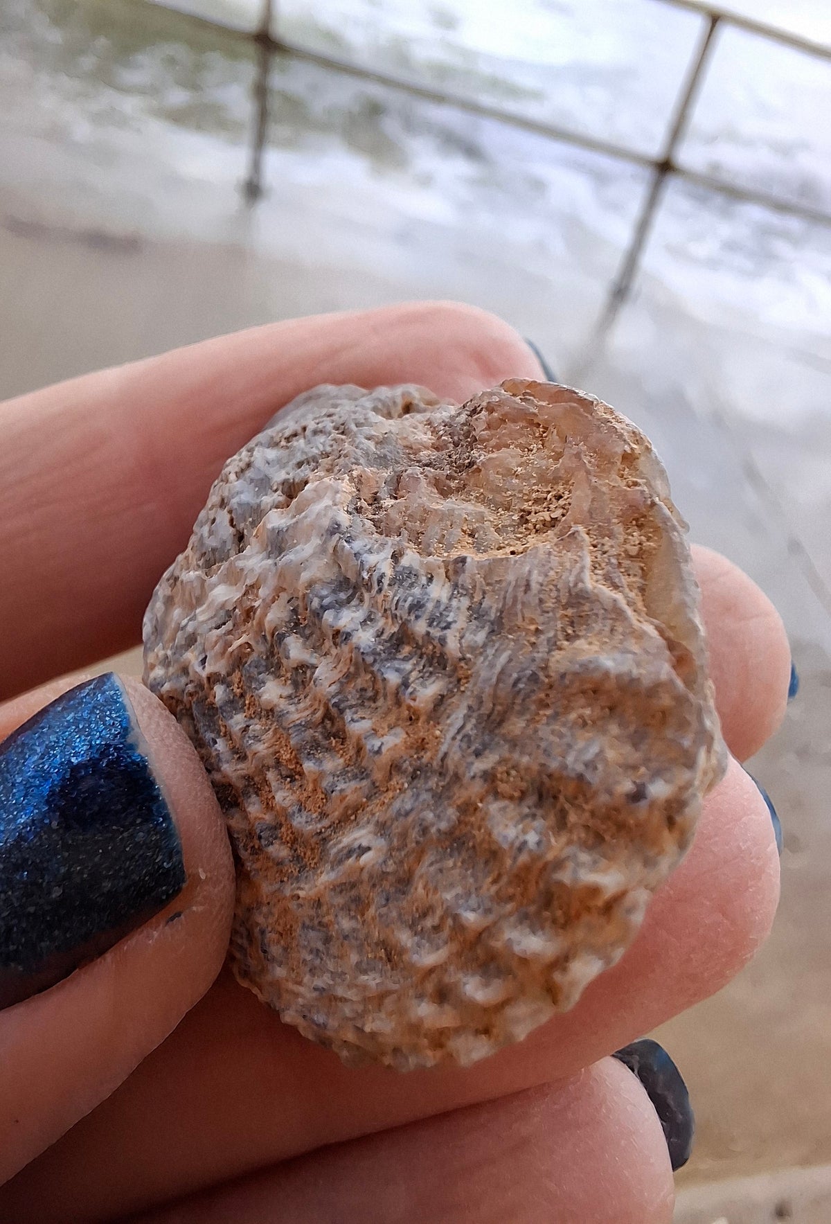 Chalcedony Oyster, Fossil (Ref: FO10)