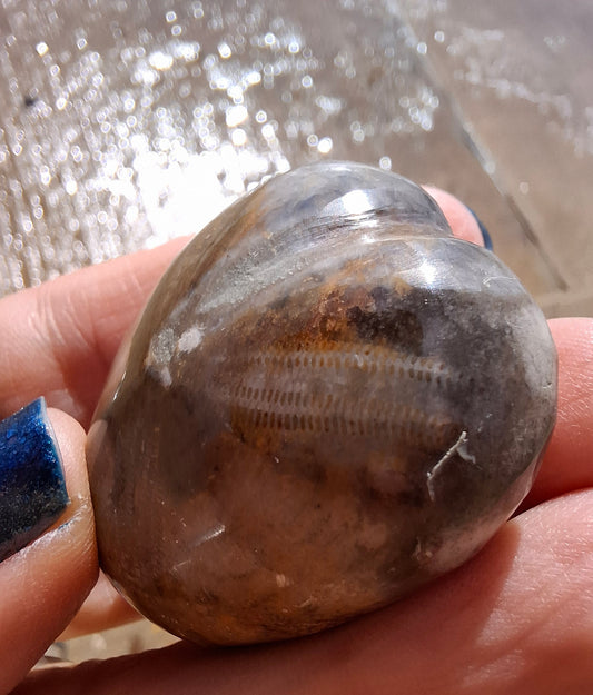 Polished Sea Urchin, Fossil (Ref: SU3)