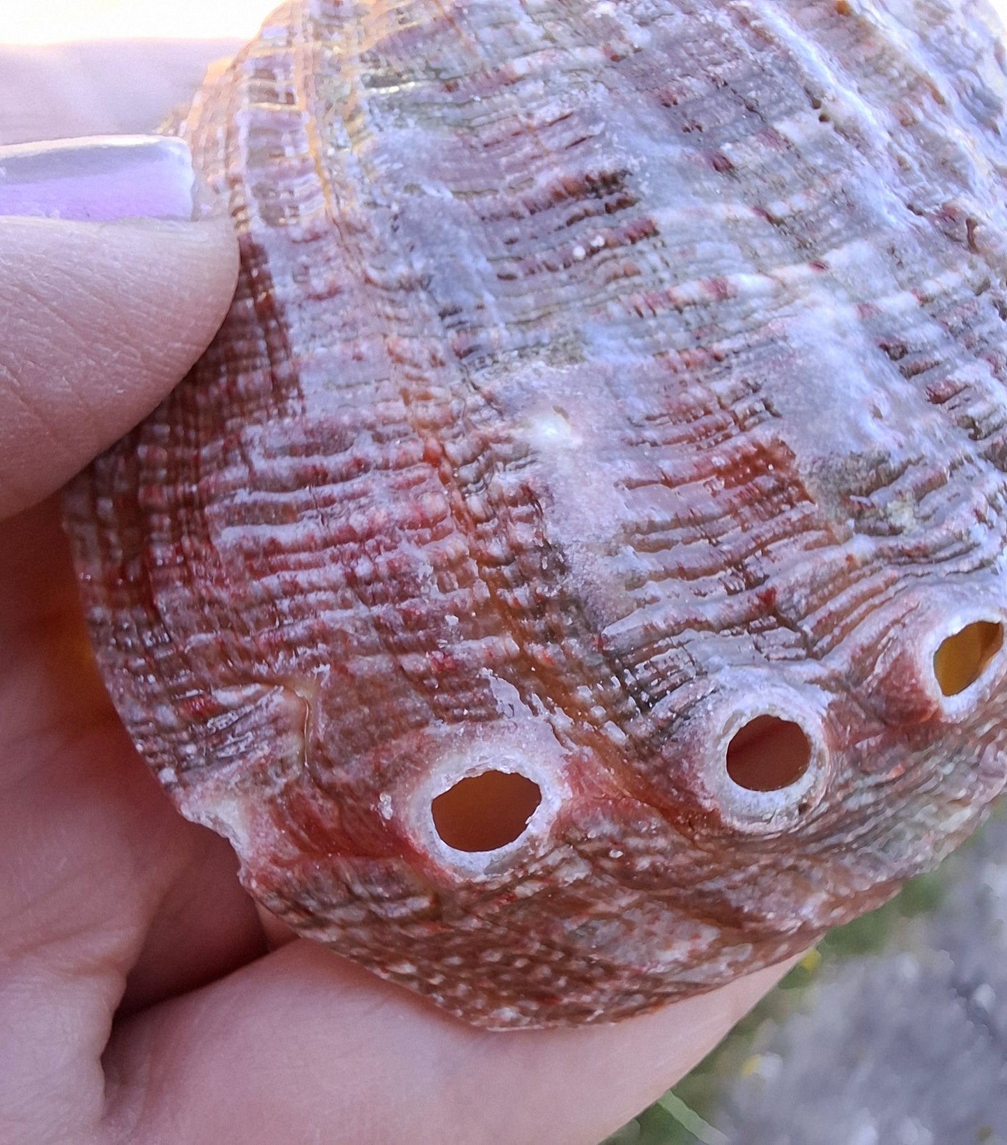Abalone Shell, (Ref: SH3)