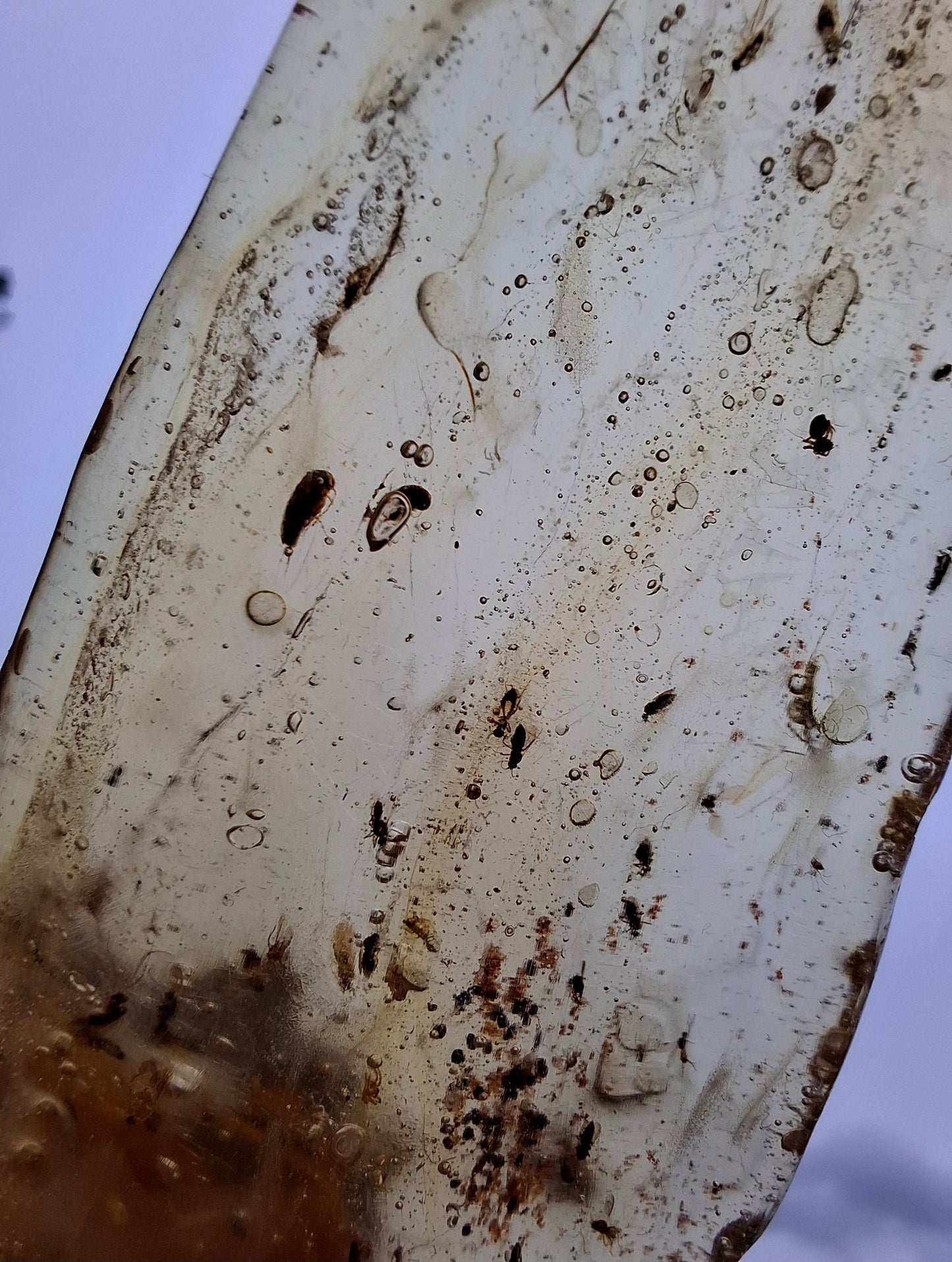 Copal Young Amber with INSECTS inside, 28.43g, Fossil (Ref: CA10)