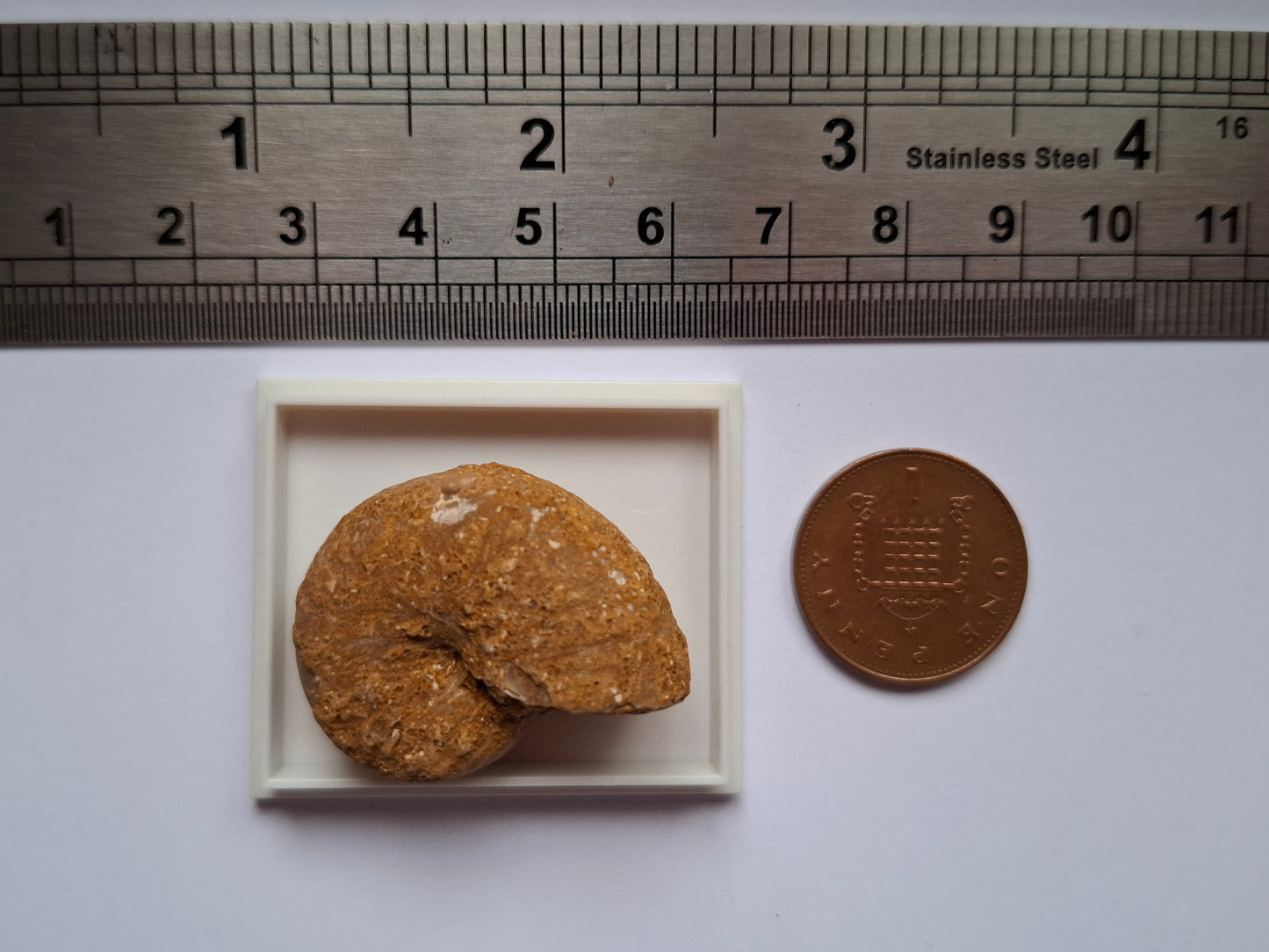 Phylloceras Ammonite, Fossil (Ref: PA4)