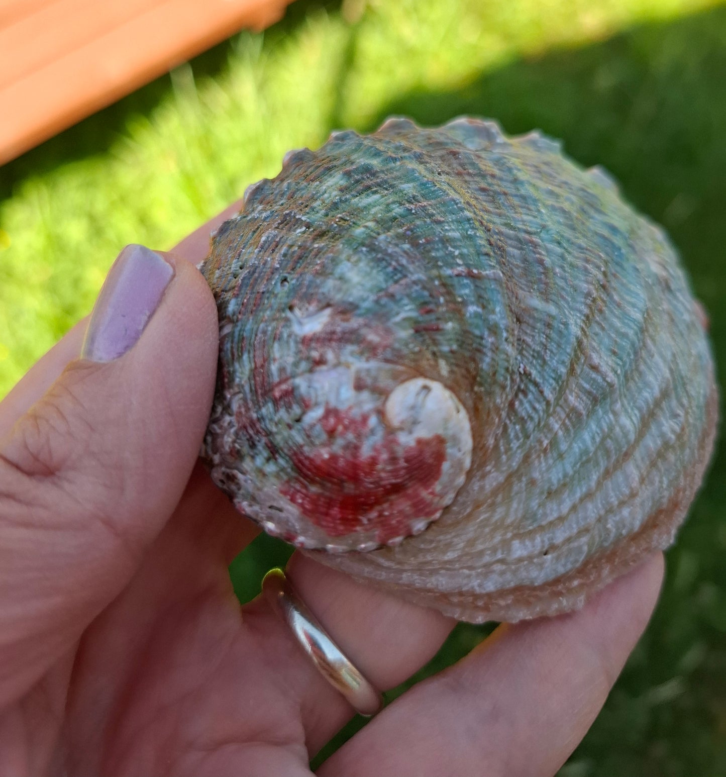 Abalone Shell, (Ref: SH2)