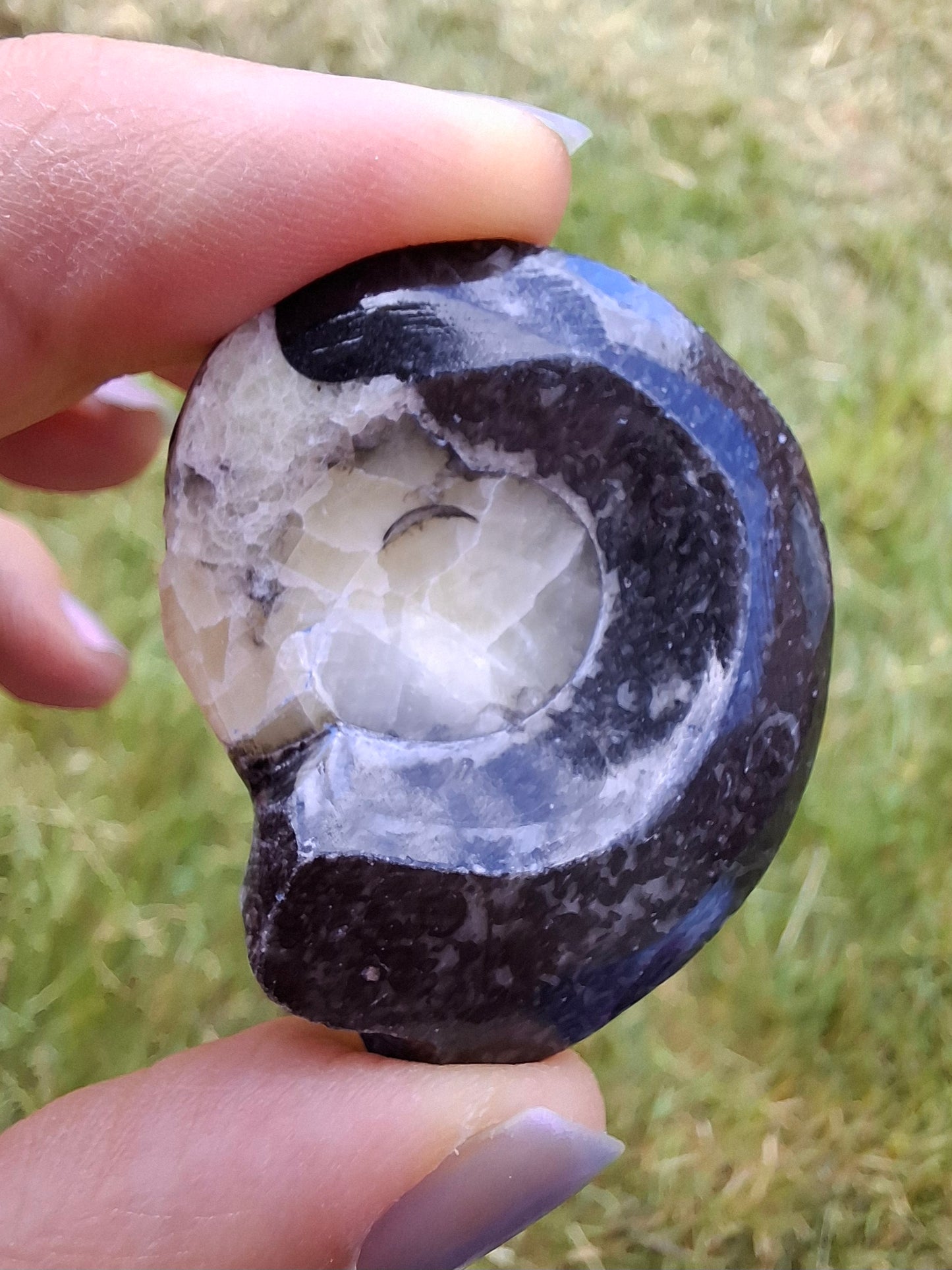 Goniatite, Fossil (Ref: GA7)