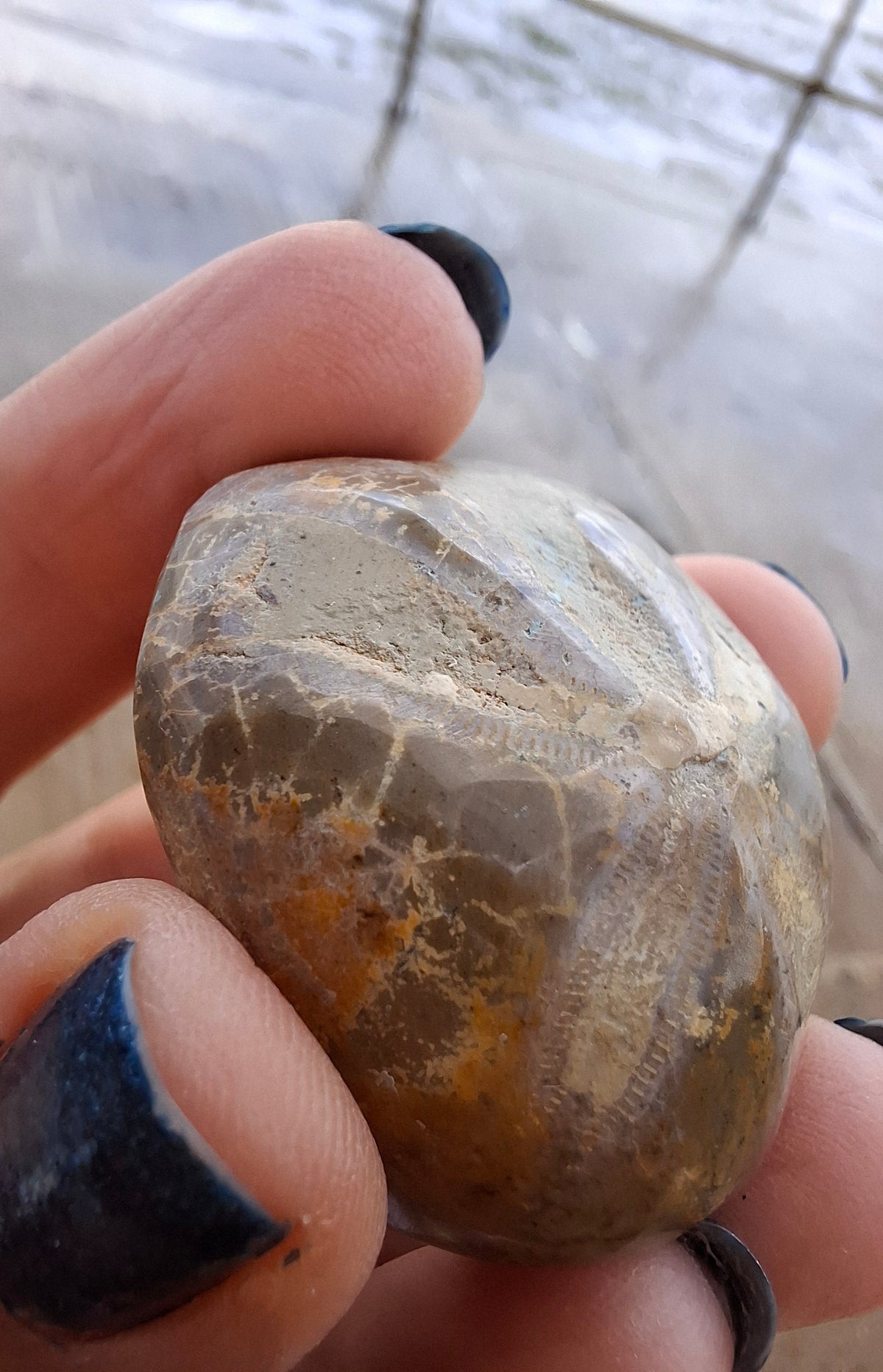 Polished Sea Urchin, Fossil (Ref: SU5)
