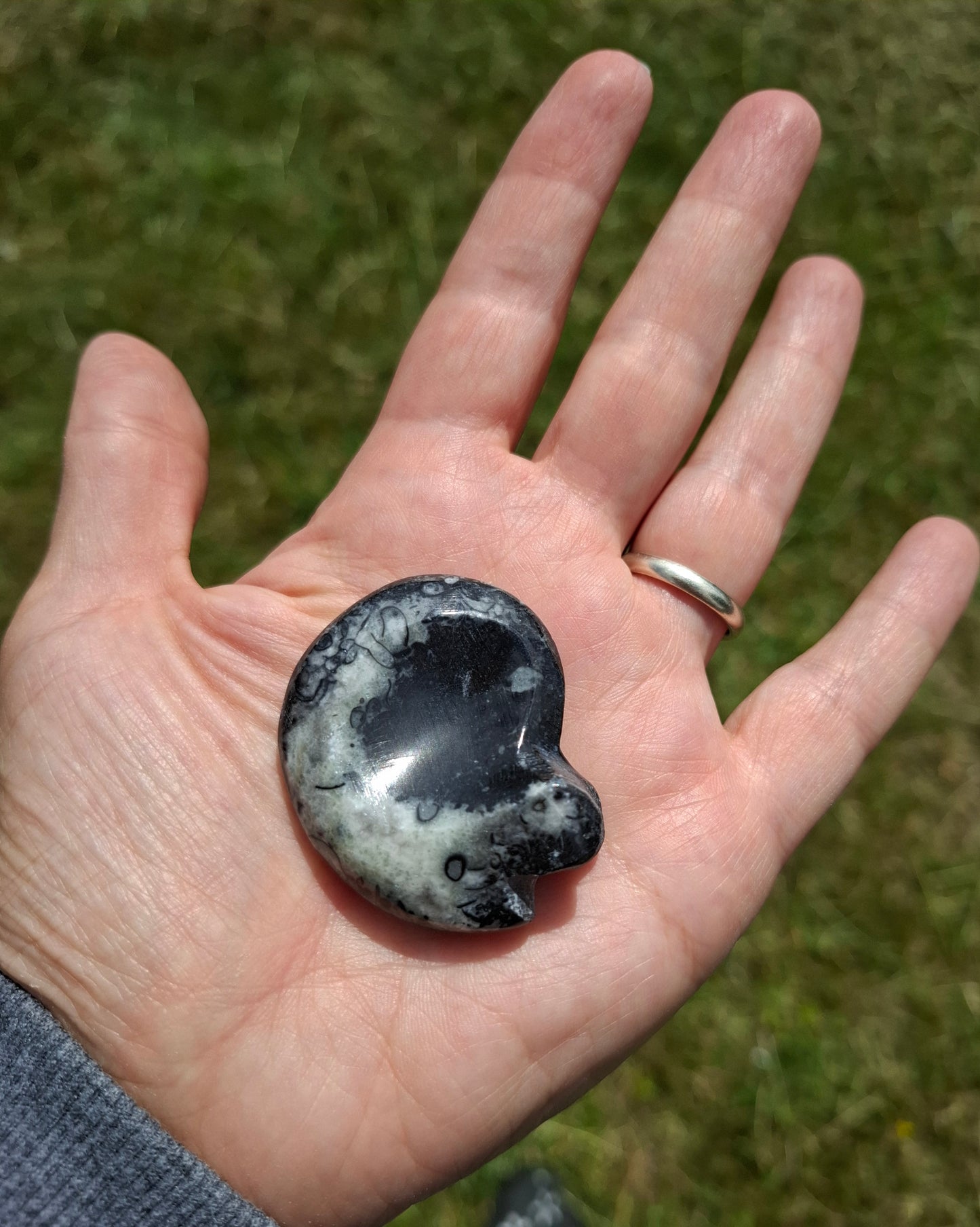 Goniatite, Fossil (Ref: GA4)