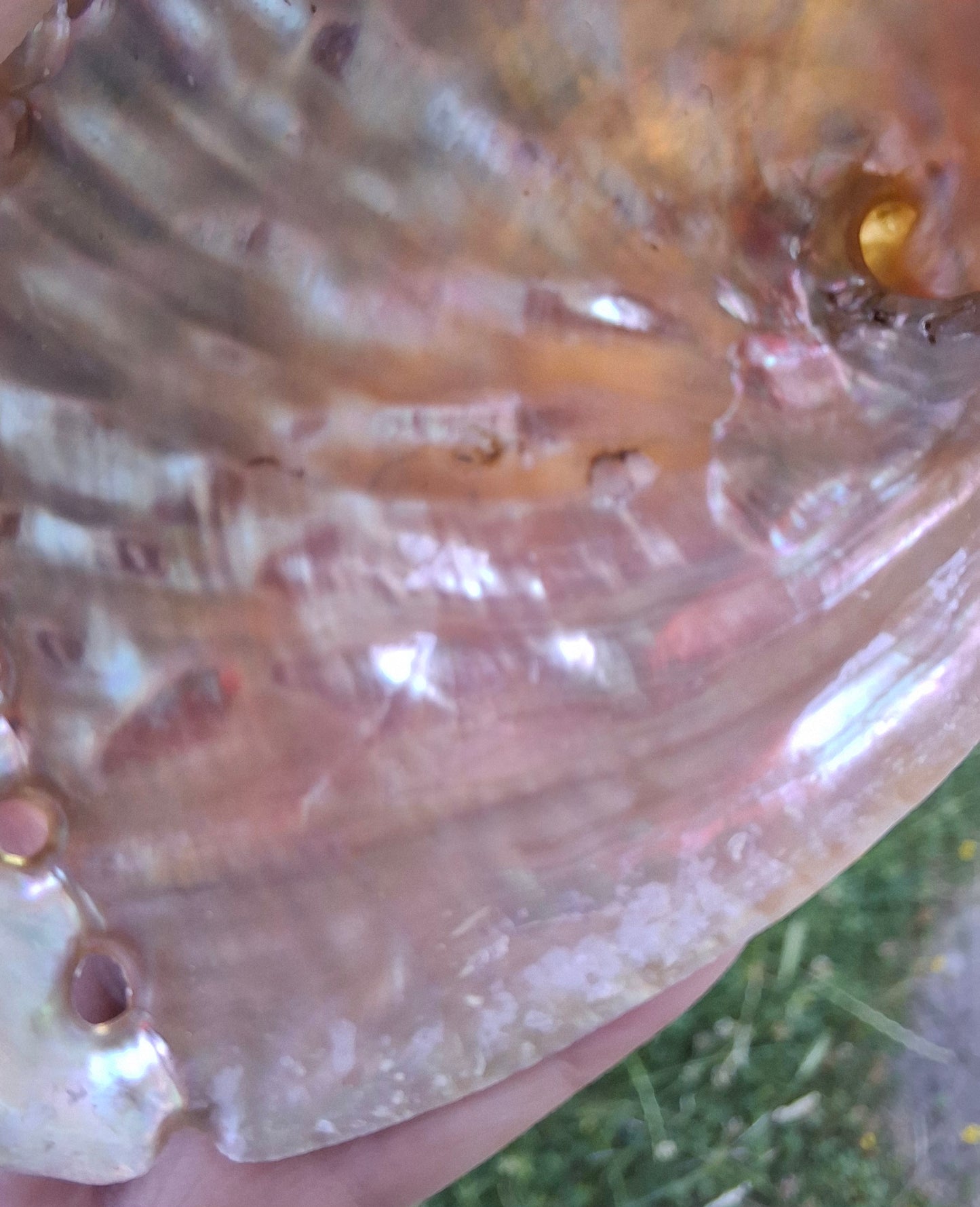 Abalone Shell, (Ref: SH3)