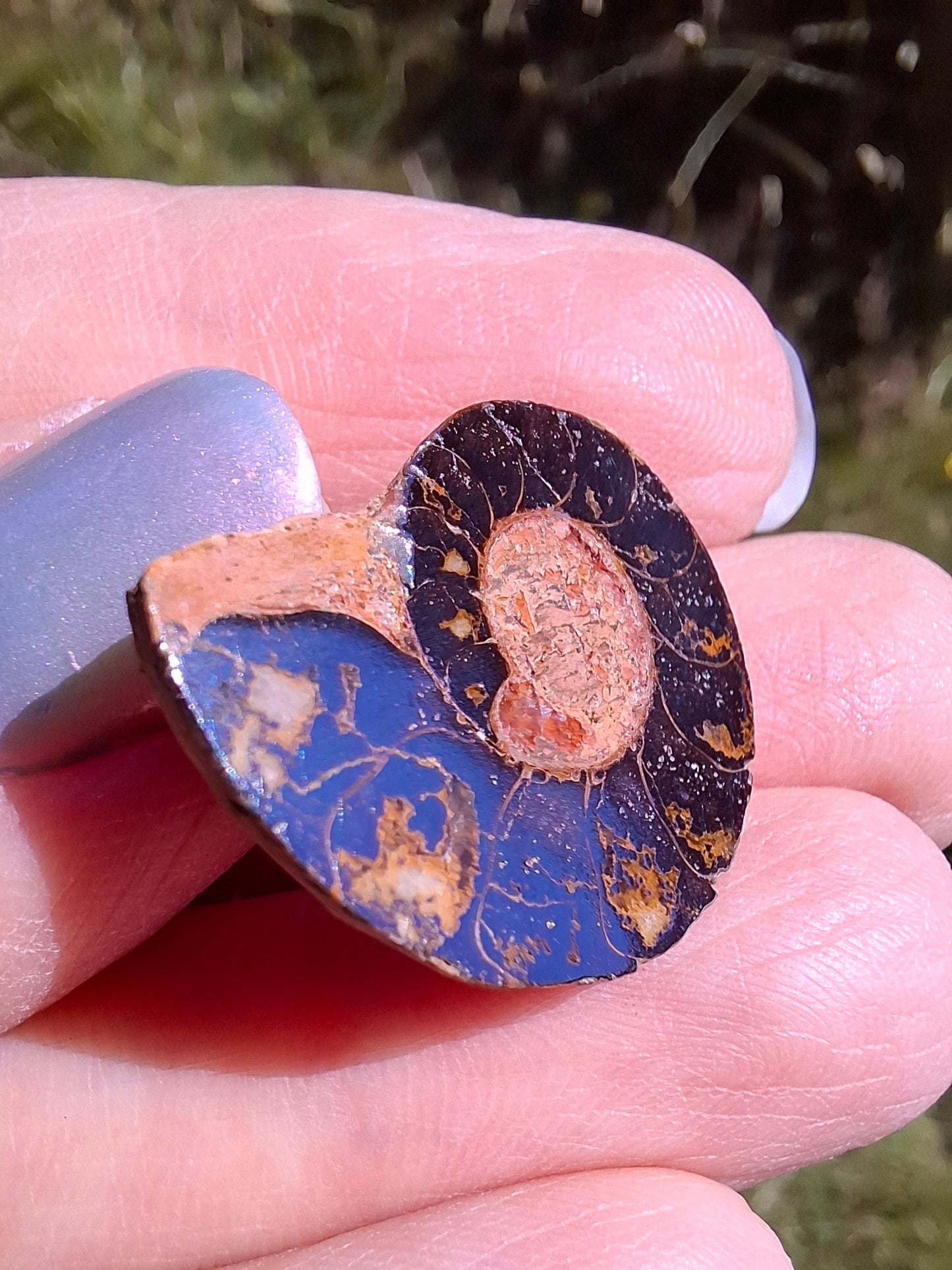 Small Haematite Ammonite HALF, (2.91g), Fossil (Ref: MA1)