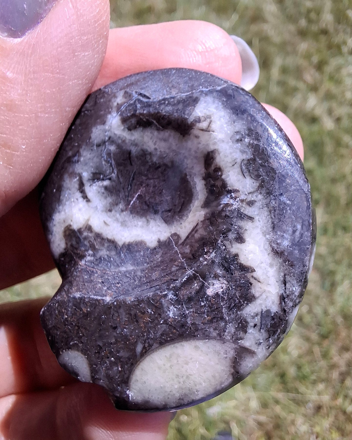 Goniatite, Fossil (Ref: GA6)