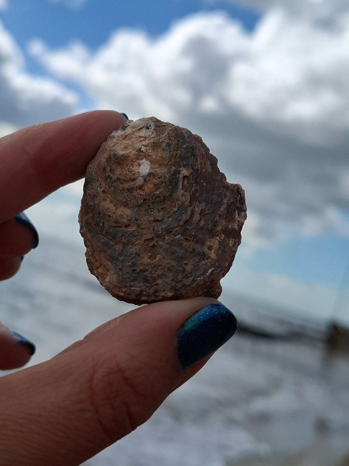 Chalcedony Oyster, Fossil (Ref: FO3)