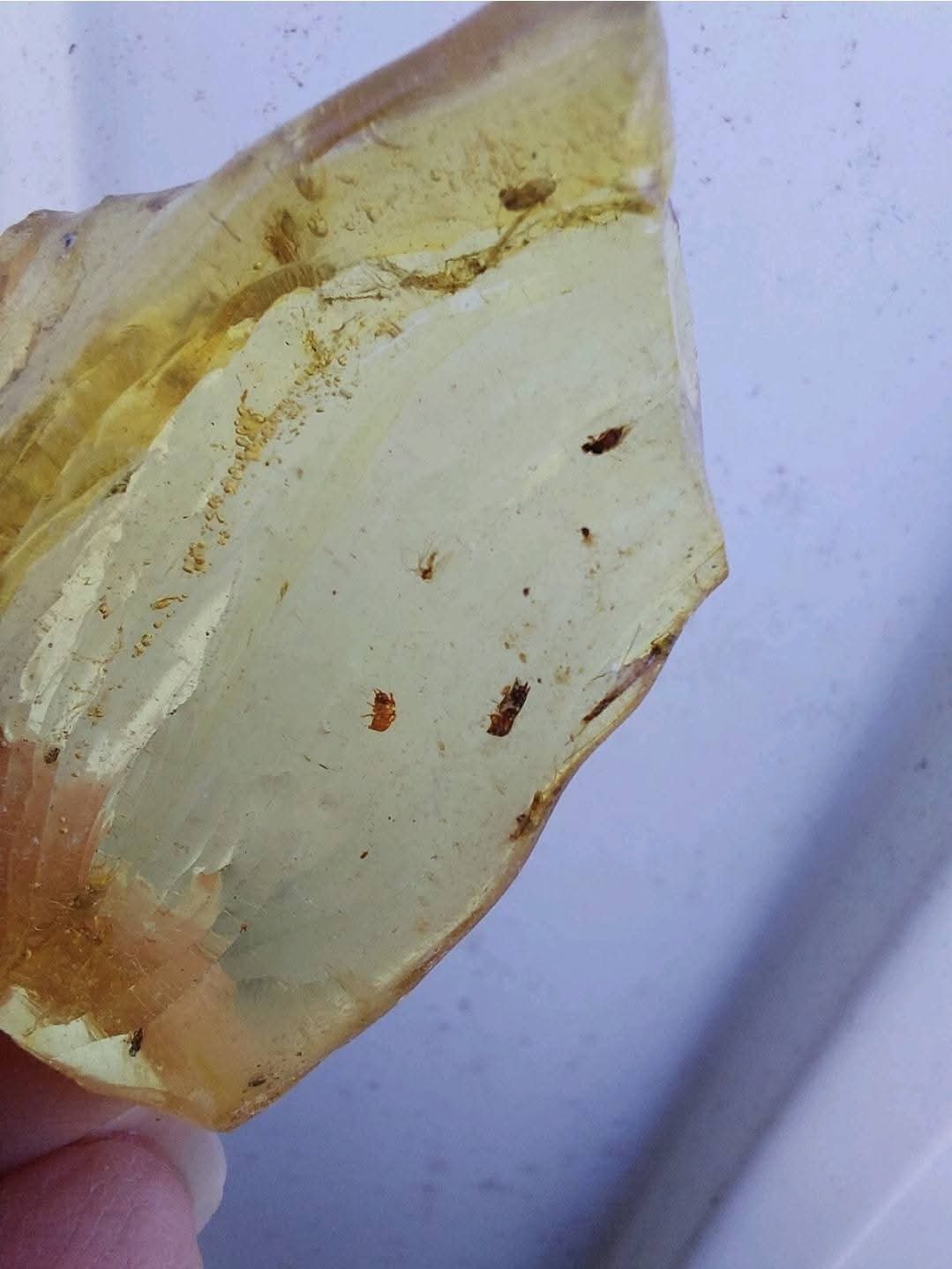 Copal Young Amber with INSECTS inside, 6.42g, Fossil (Ref: CA38)