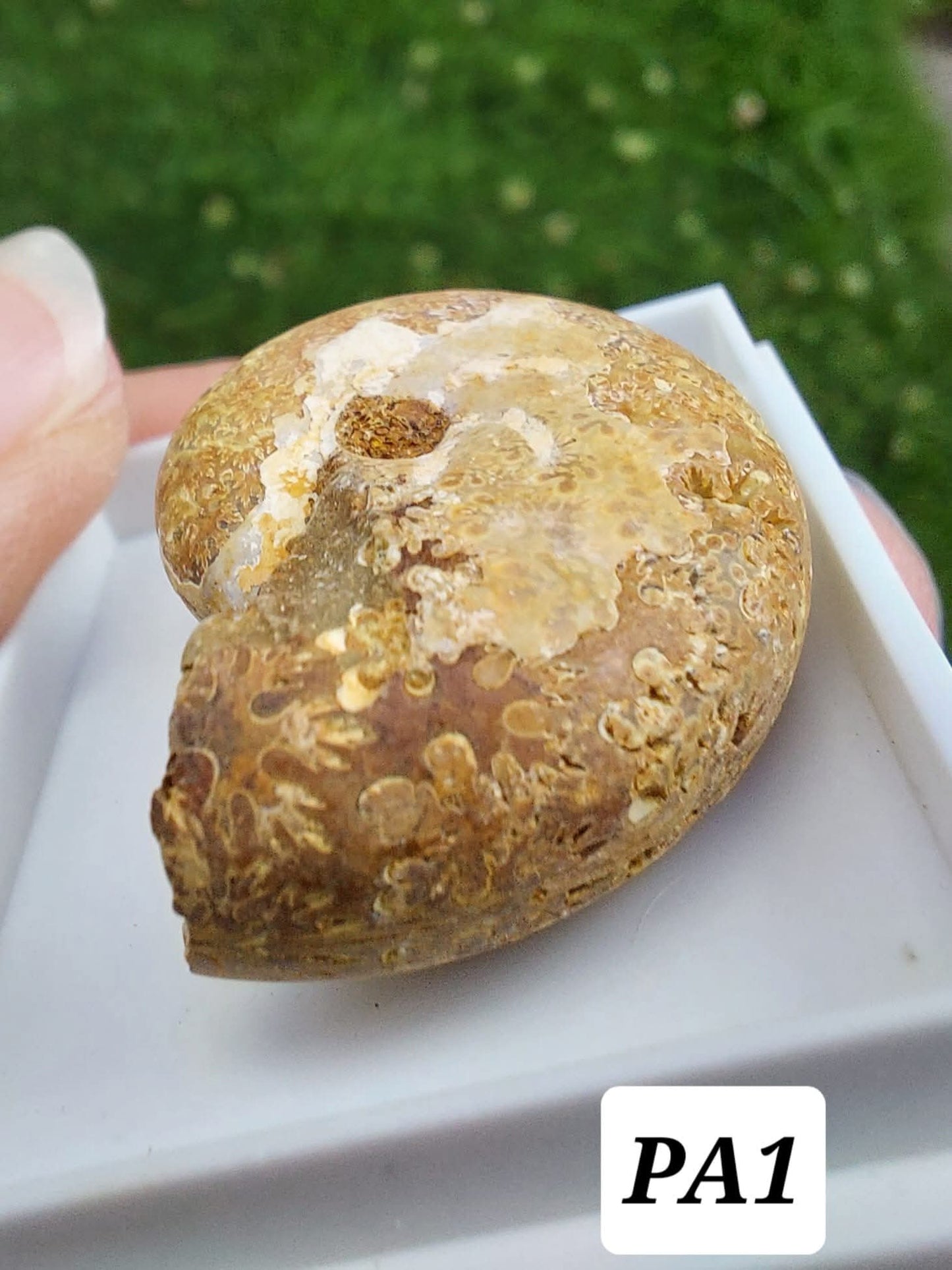 Phylloceras Ammonite, Fossil (Ref: PA1)