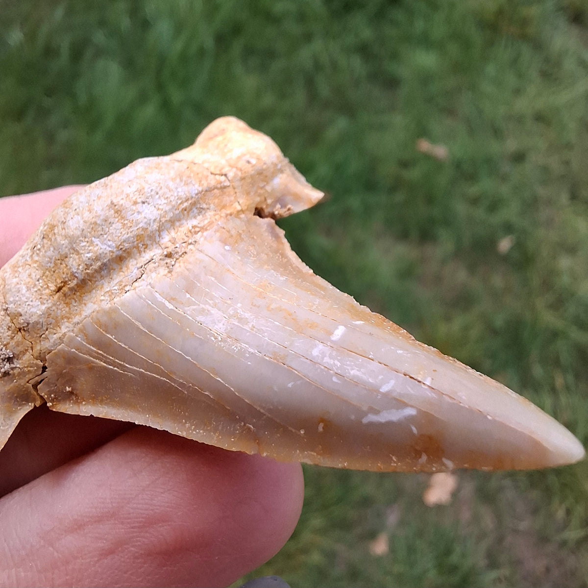 Otodus Shark Tooth, Fossil (Ref: OT6)