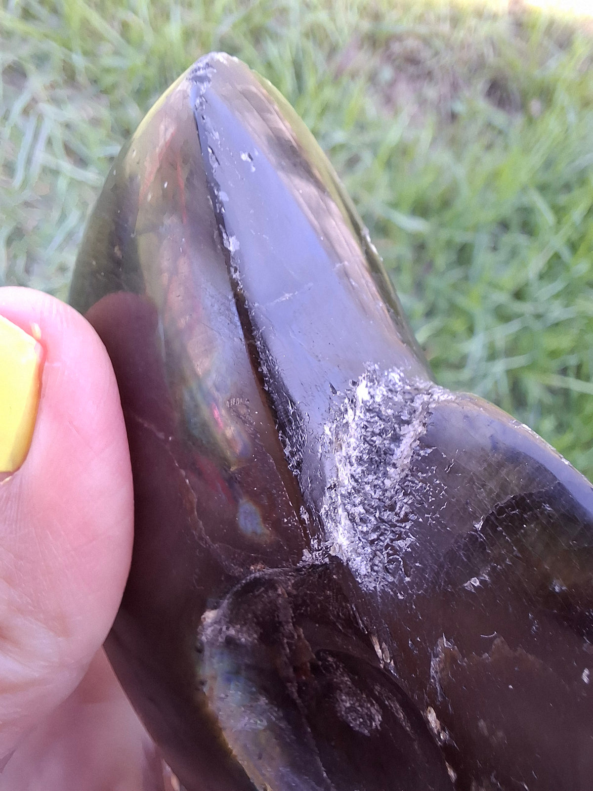 Labradorite Ammonite Carving, 160.21g, Crystal (Ref: laba4)