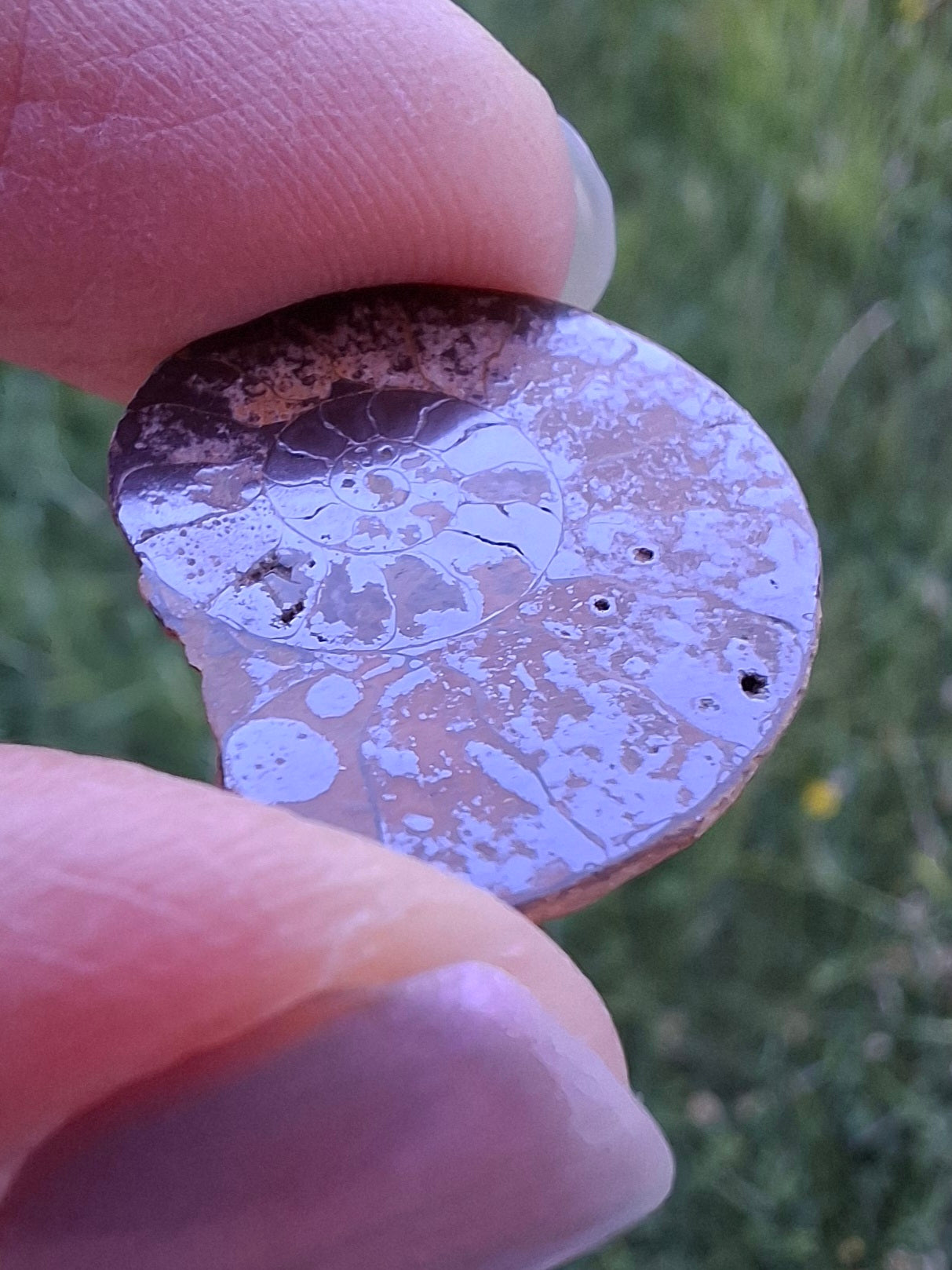 Small Haematite Ammonite HALF, 1.78g, Fossil (Ref: MA4)