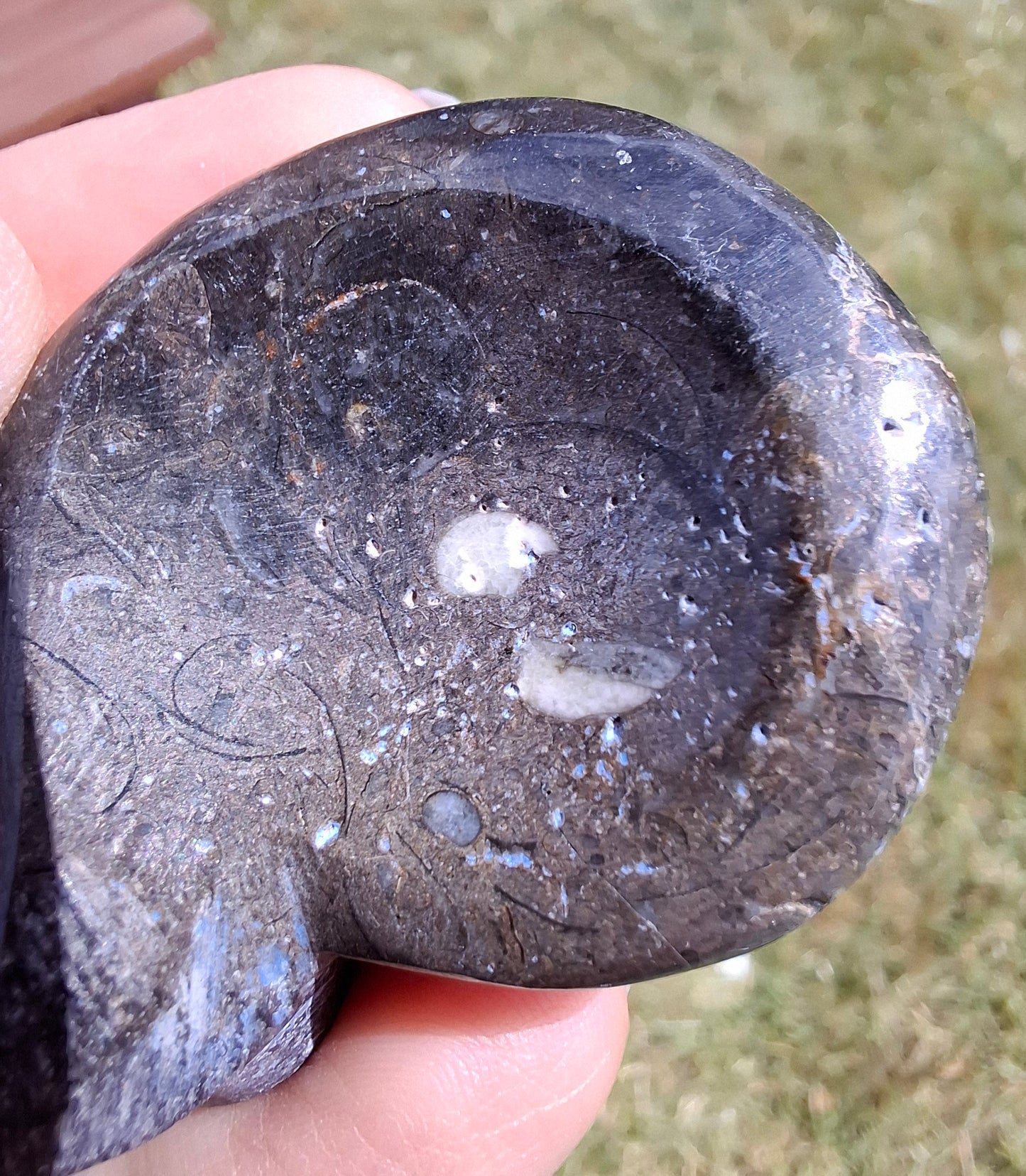 Goniatite, Fossil (Ref: GA8)