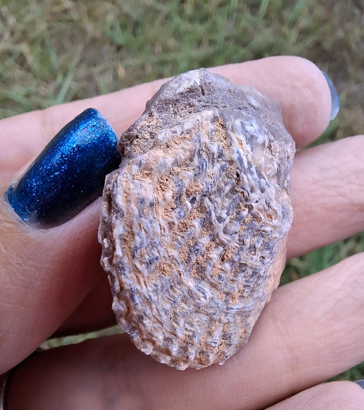 Chalcedony Oyster, Fossil (Ref: FO10)