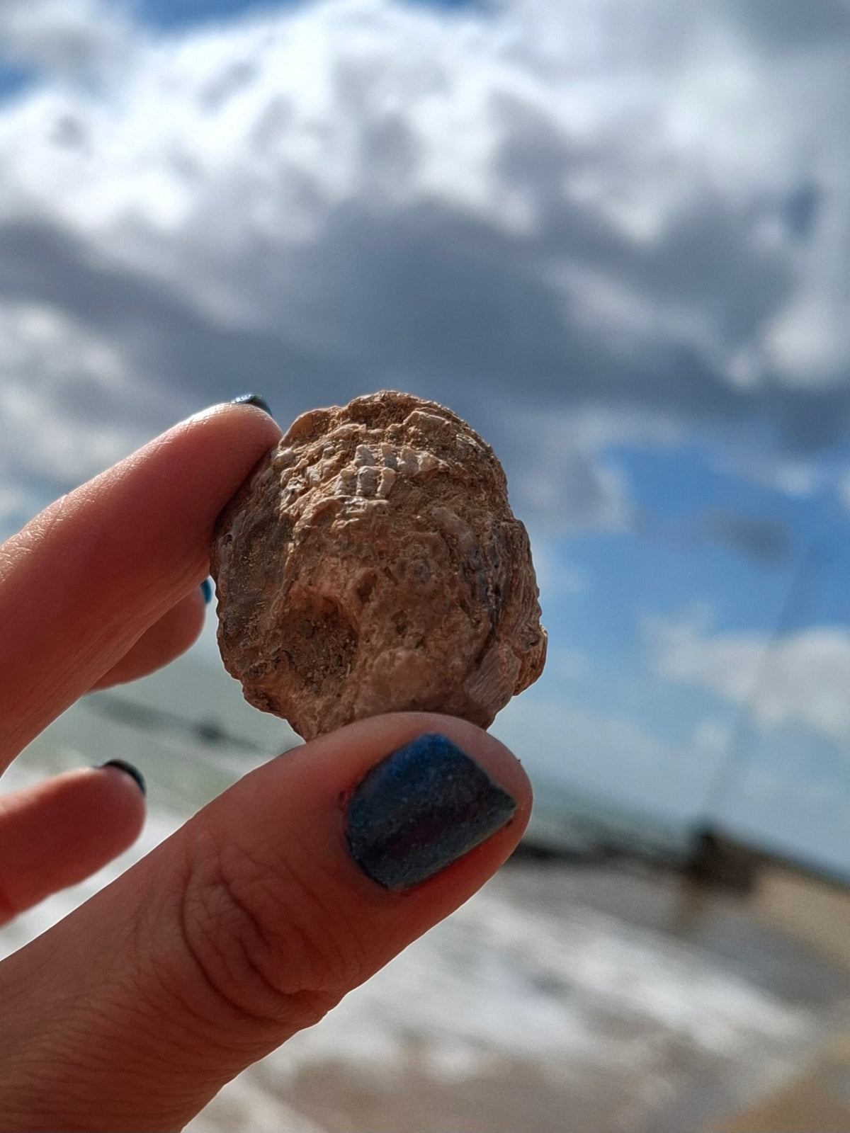 Chalcedony Oyster, Fossil (Ref: FO6)