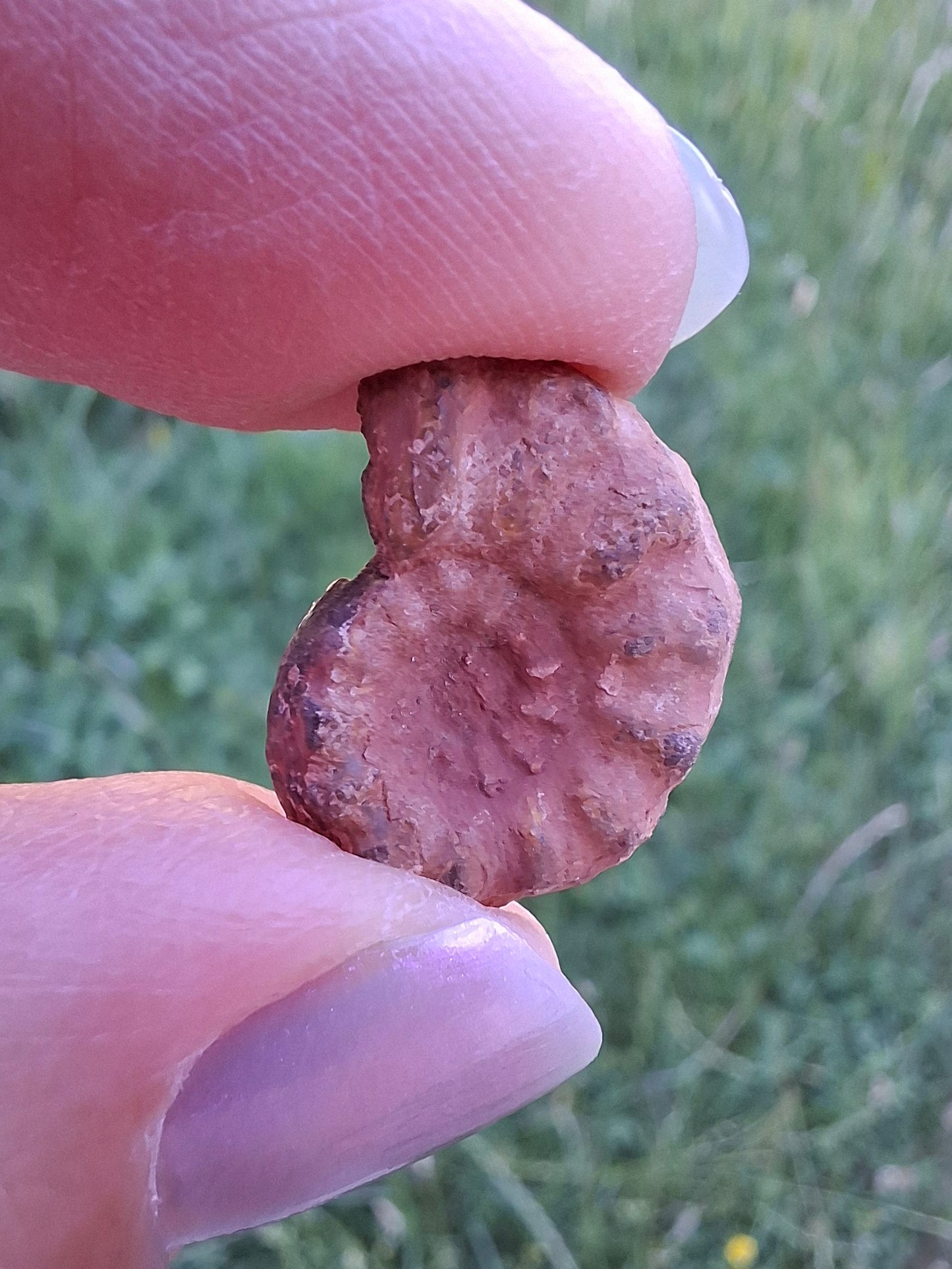 Small Haematite Ammonite HALF, 1.41g, Fossil (Ref: MA6)