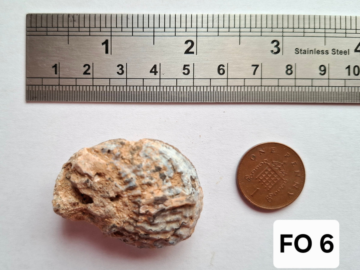 Chalcedony Oyster, Fossil (Ref: FO6)
