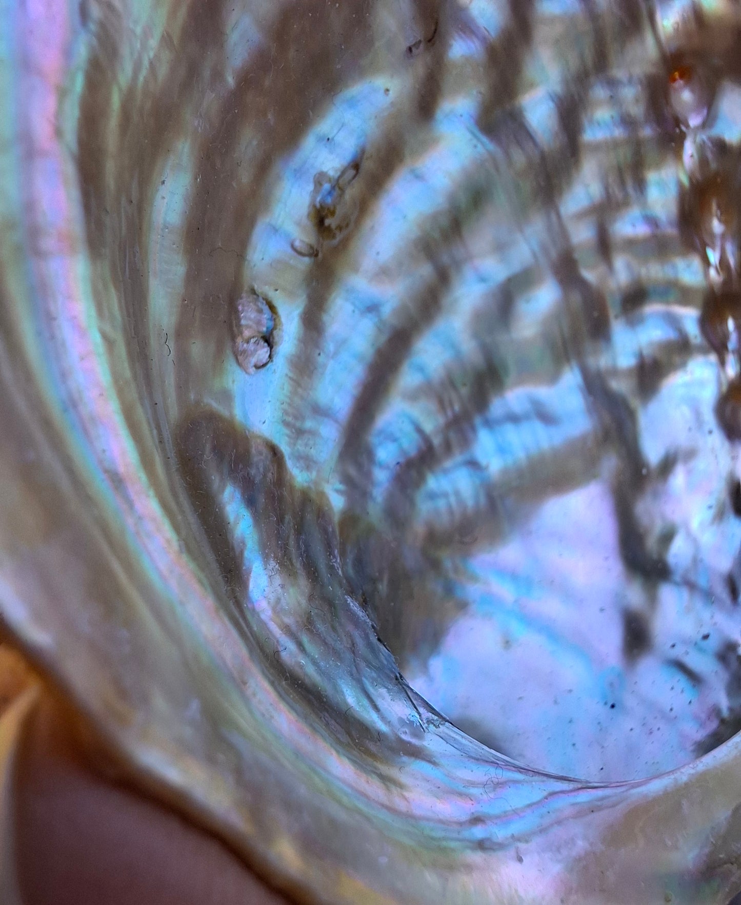 Abalone Shell, (Ref: SH3)