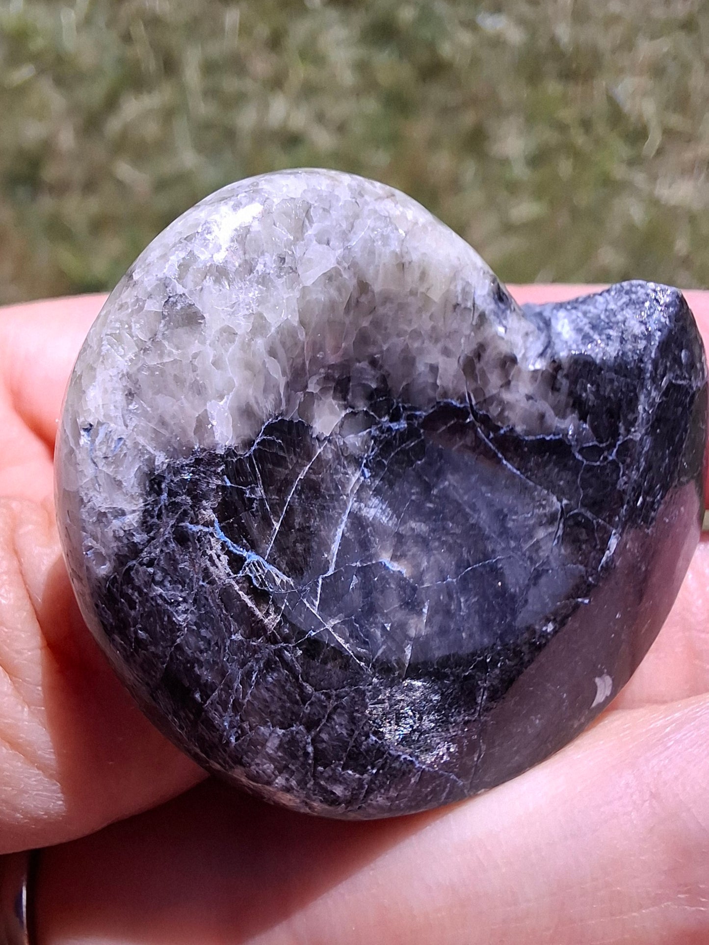 Goniatite, Fossil (Ref: GA3)