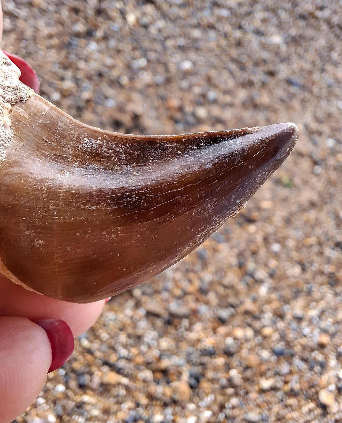 Mosasaurus Tooth with matrix, Fossil, (Ref: MTM1)