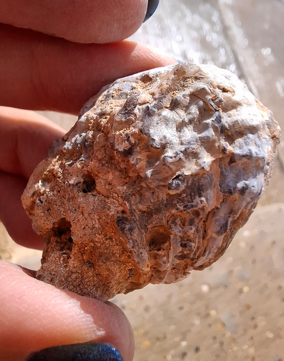 Chalcedony Oyster, Fossil (Ref: FO6)