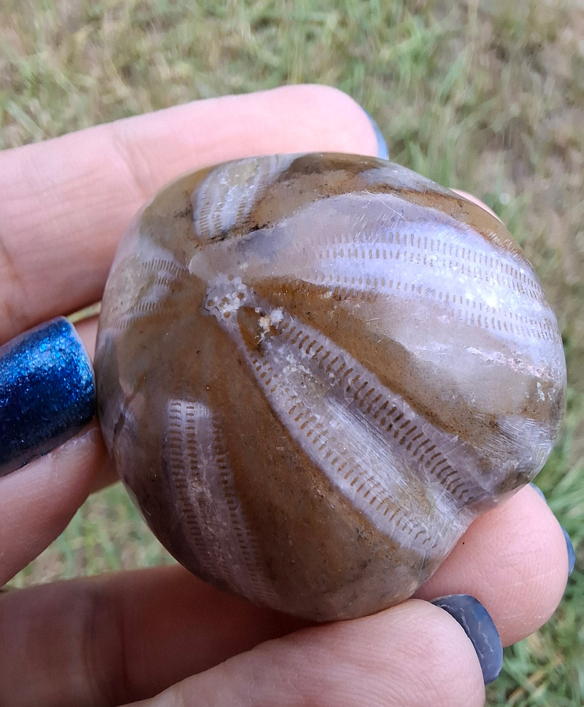 Polished Sea Urchin, Fossil (Ref: SU2)