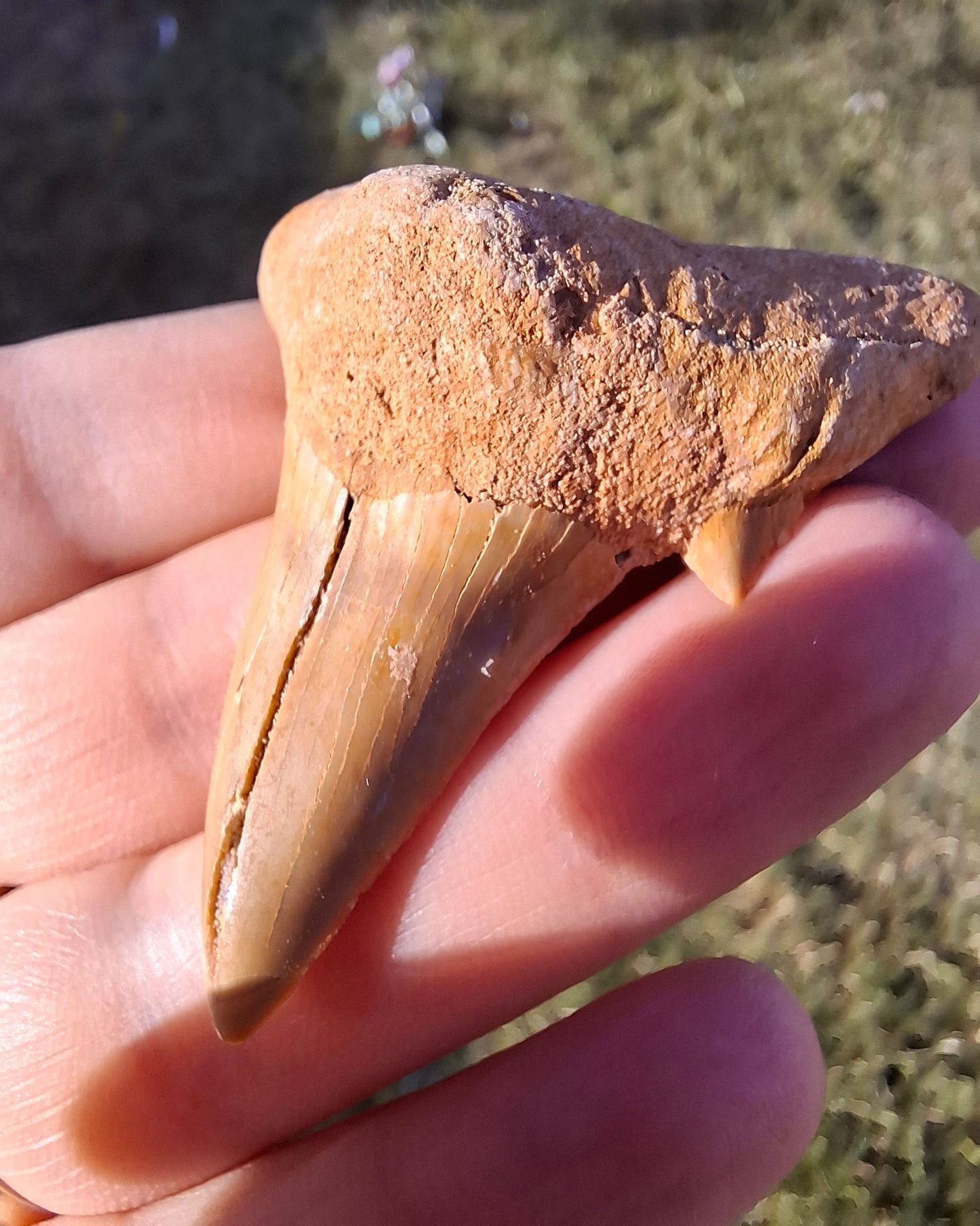 Otodus Shark Tooth, Fossil (Ref: OT 7)