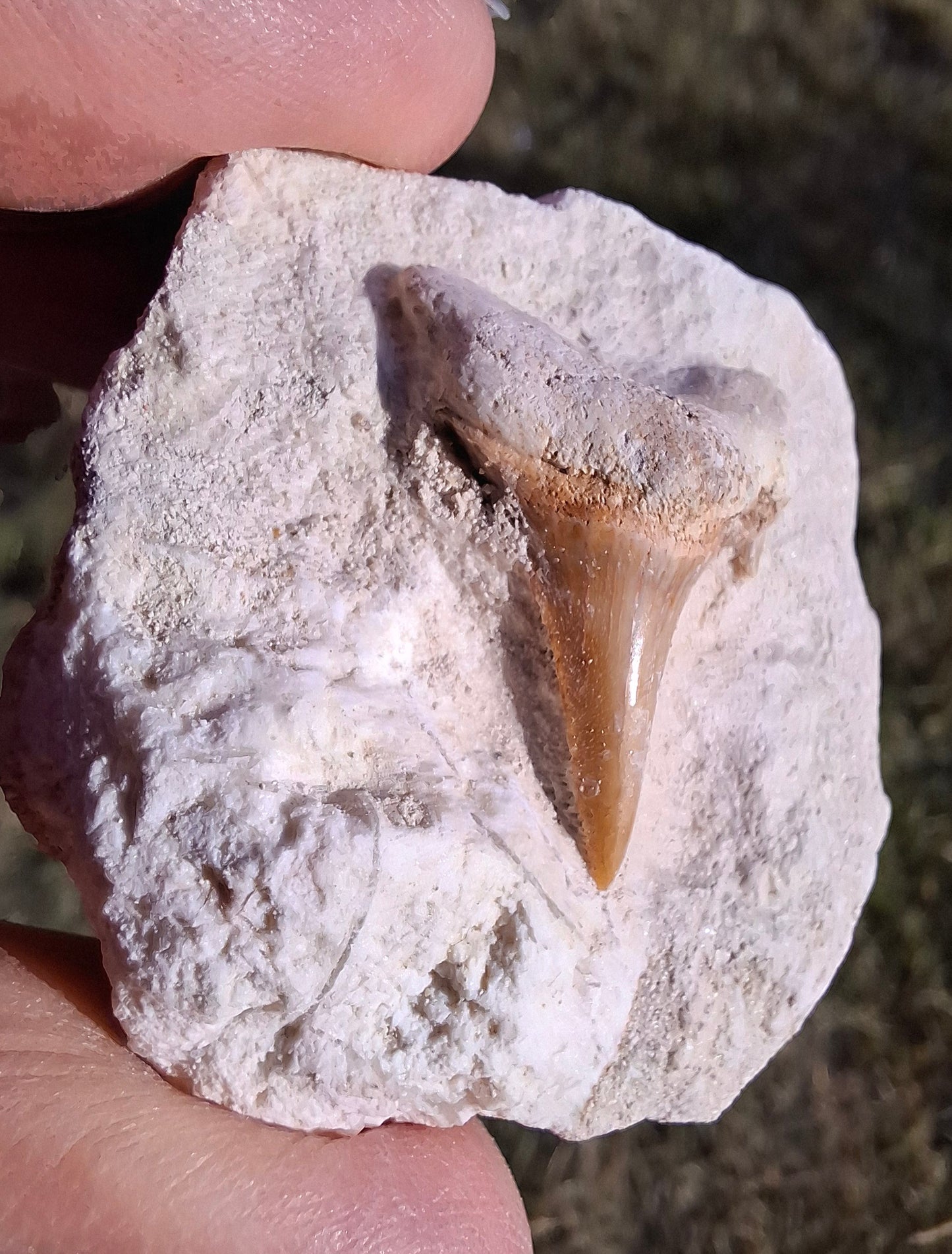 Otodus Shark Tooth in Rock, Fossil (Ref: OT2)