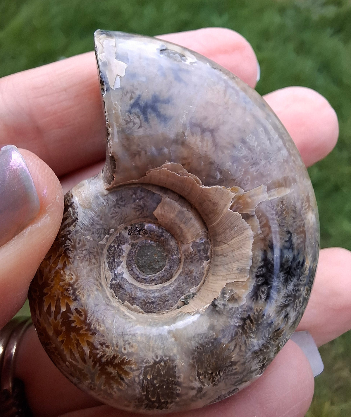 Polished Ammonite, Fossil (Ref: AMM1)