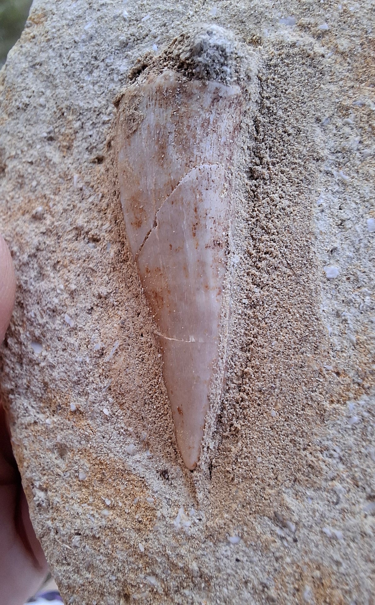 Enchodus Sabre Tooth, Fossil (Ref: ES3)