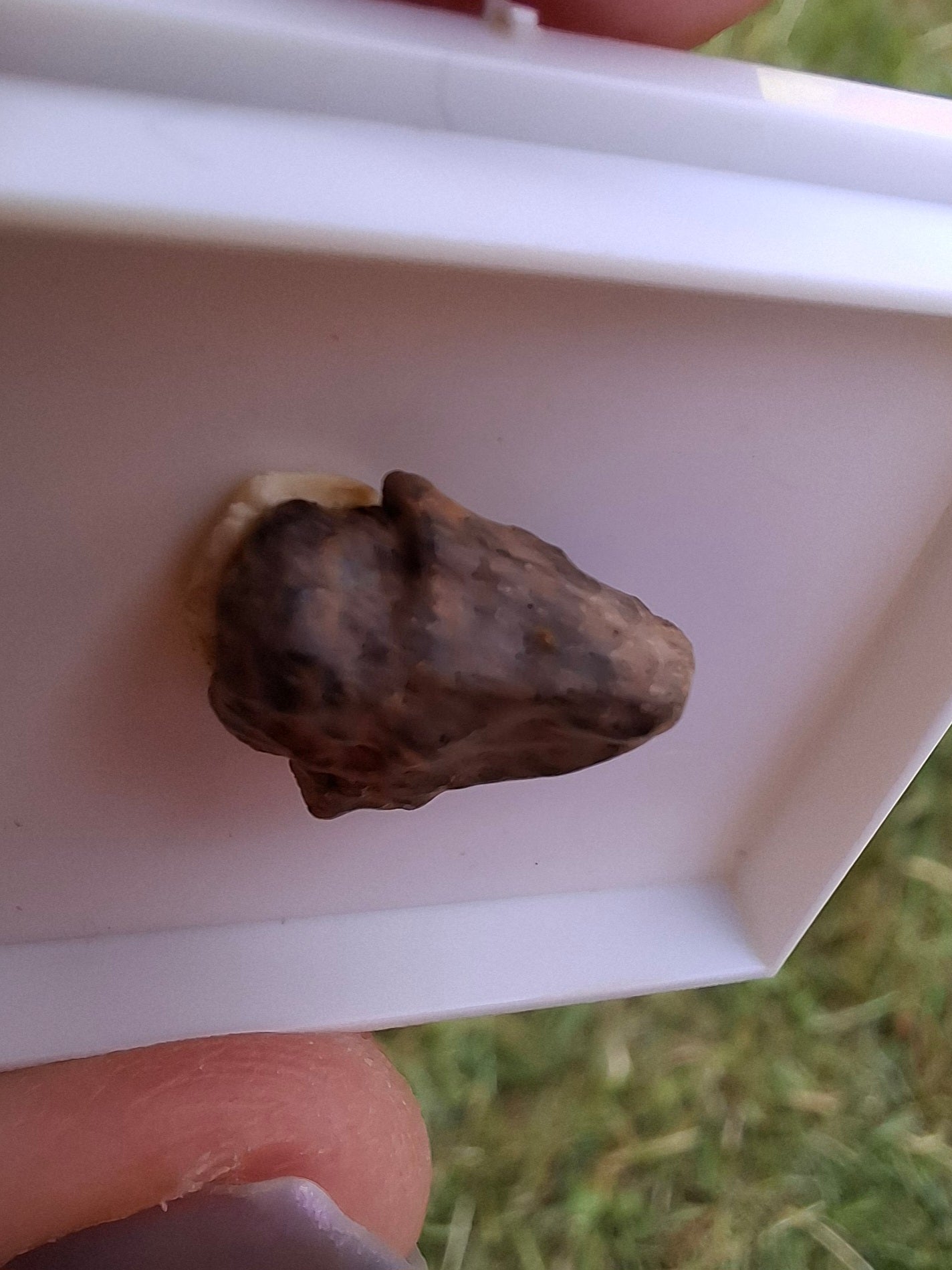 Chondrite, Meteorite (Ref: CM5)