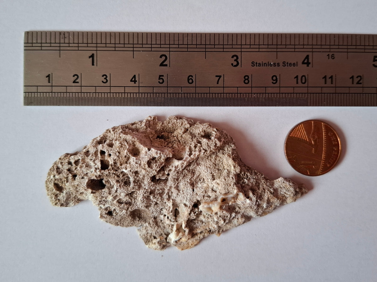 Fossilised Coral replaced by Chalcedony/Agate, Fossil (Ref: FCA2)