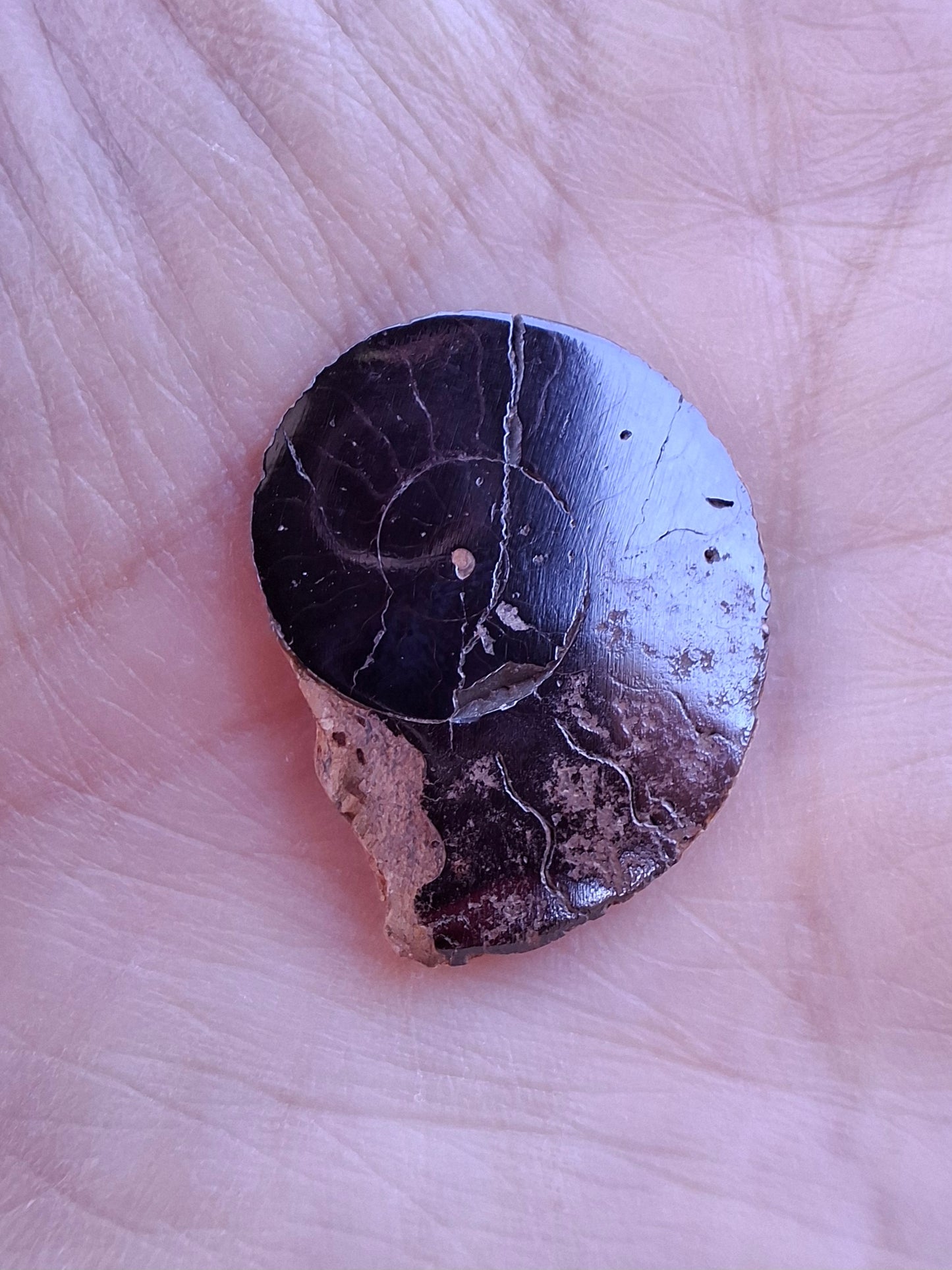 Small Haematite Ammonite HALF, 2.24g, Fossil (Ref: MA10)