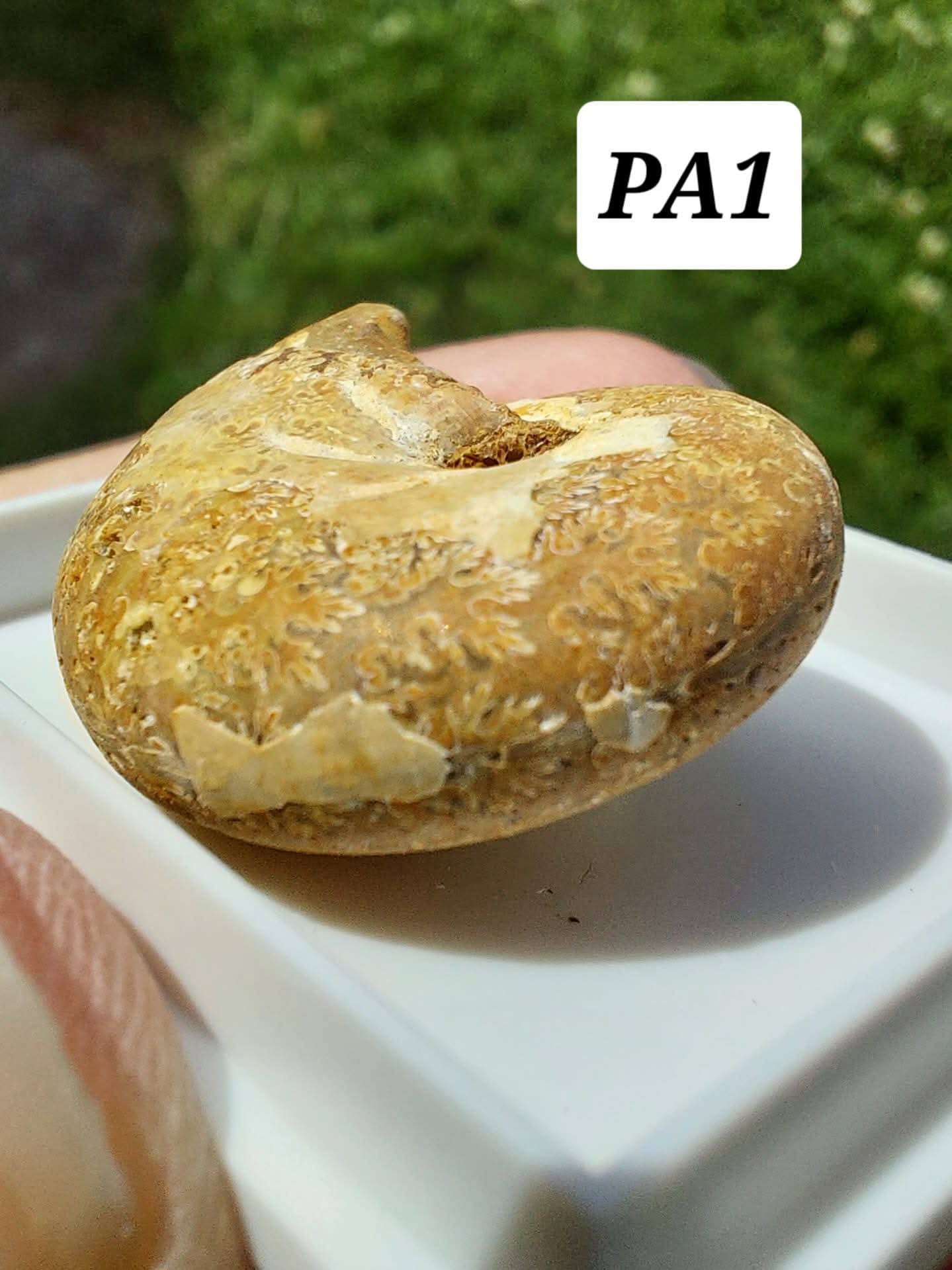 Phylloceras Ammonite, Fossil (Ref: PA1)