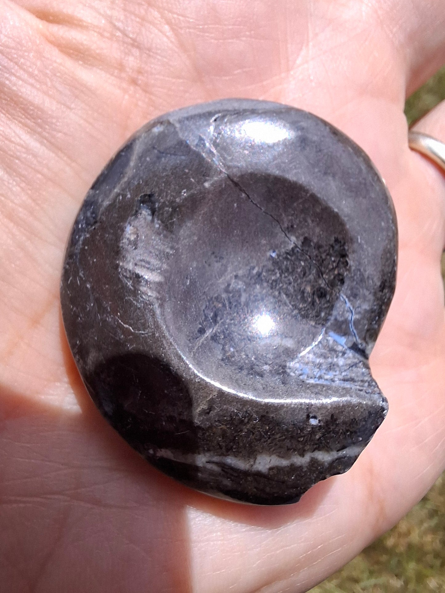 Goniatite, Fossil (Ref: GA6)