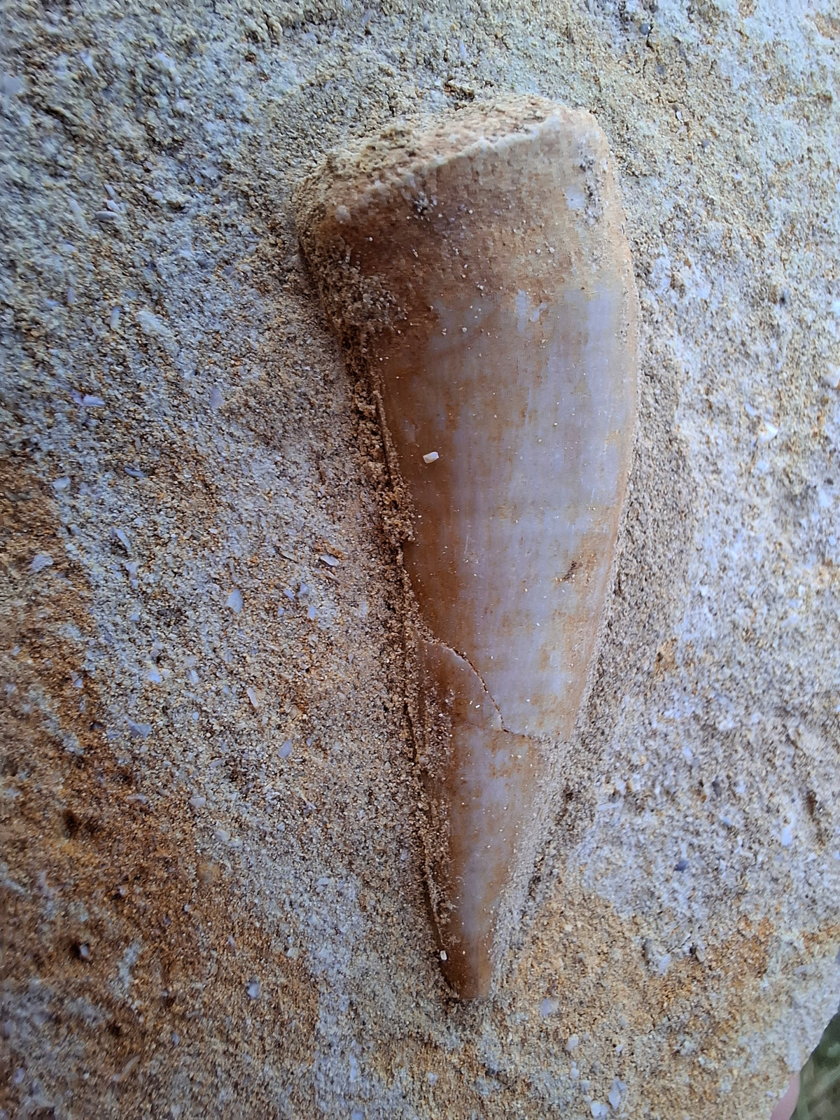 Enchodus Sabre Tooth, Fossil (Ref: ES1)