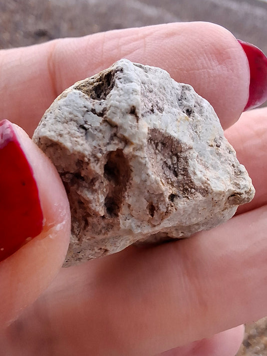 Sauropod Dinosaur Coprolite, 11.61g, Fossil (Ref: DP3)