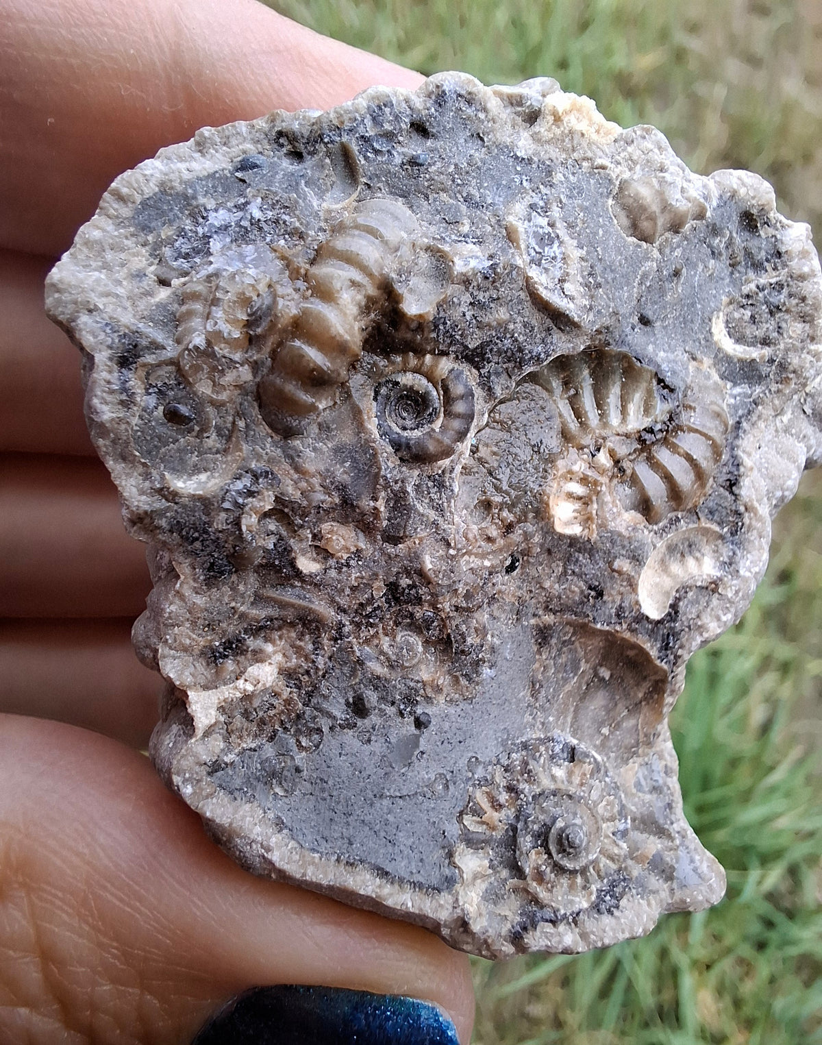 Ammonite Cluster, Fossil (Ref: ACL1)