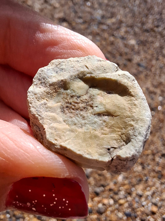 Sauropod Dinosaur Coprolite, 9.31g, Fossil (Ref: DP2)