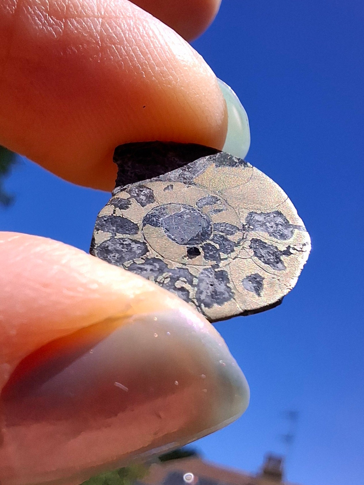 Small Haematite Ammonite HALF, 1.10g, Fossil (Ref: MA9)