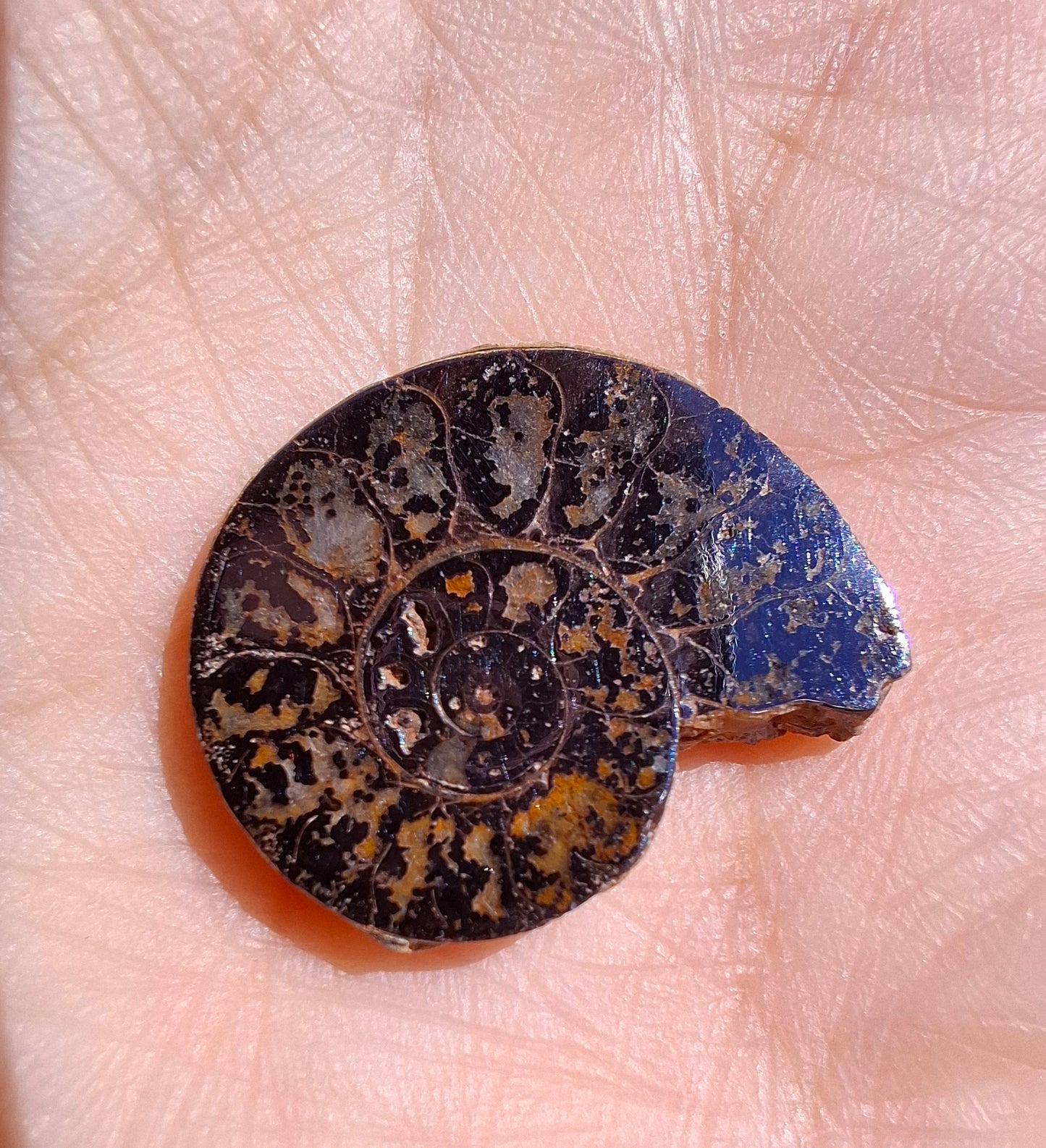 Small Haematite Ammonite HALF, 2.19g, Fossil (Ref: MA3)
