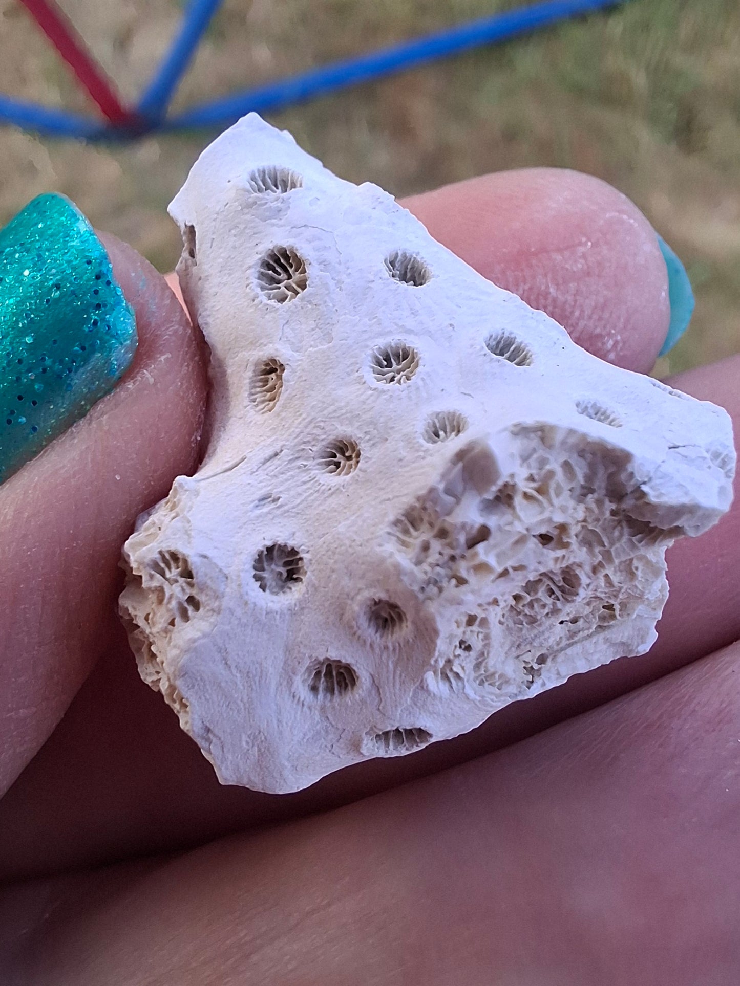 Fossil Coral, (Ref: FC1)