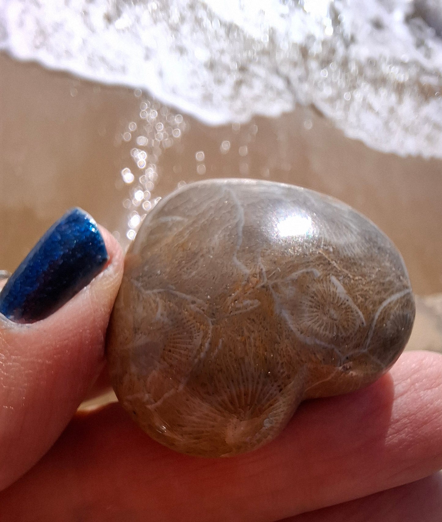 Fossil Coral Heart, (Ref:CoH1)
