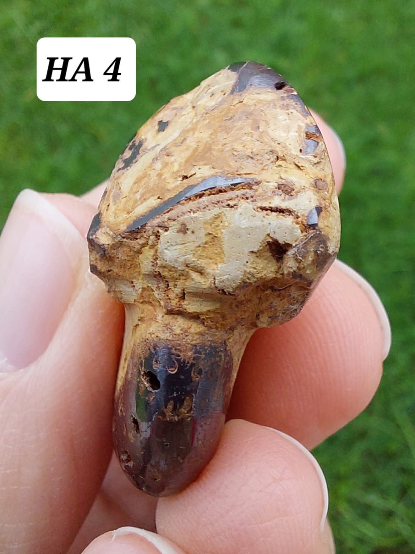Hematite Ammonite, 18.26g, Fossil (Ref: HA4)