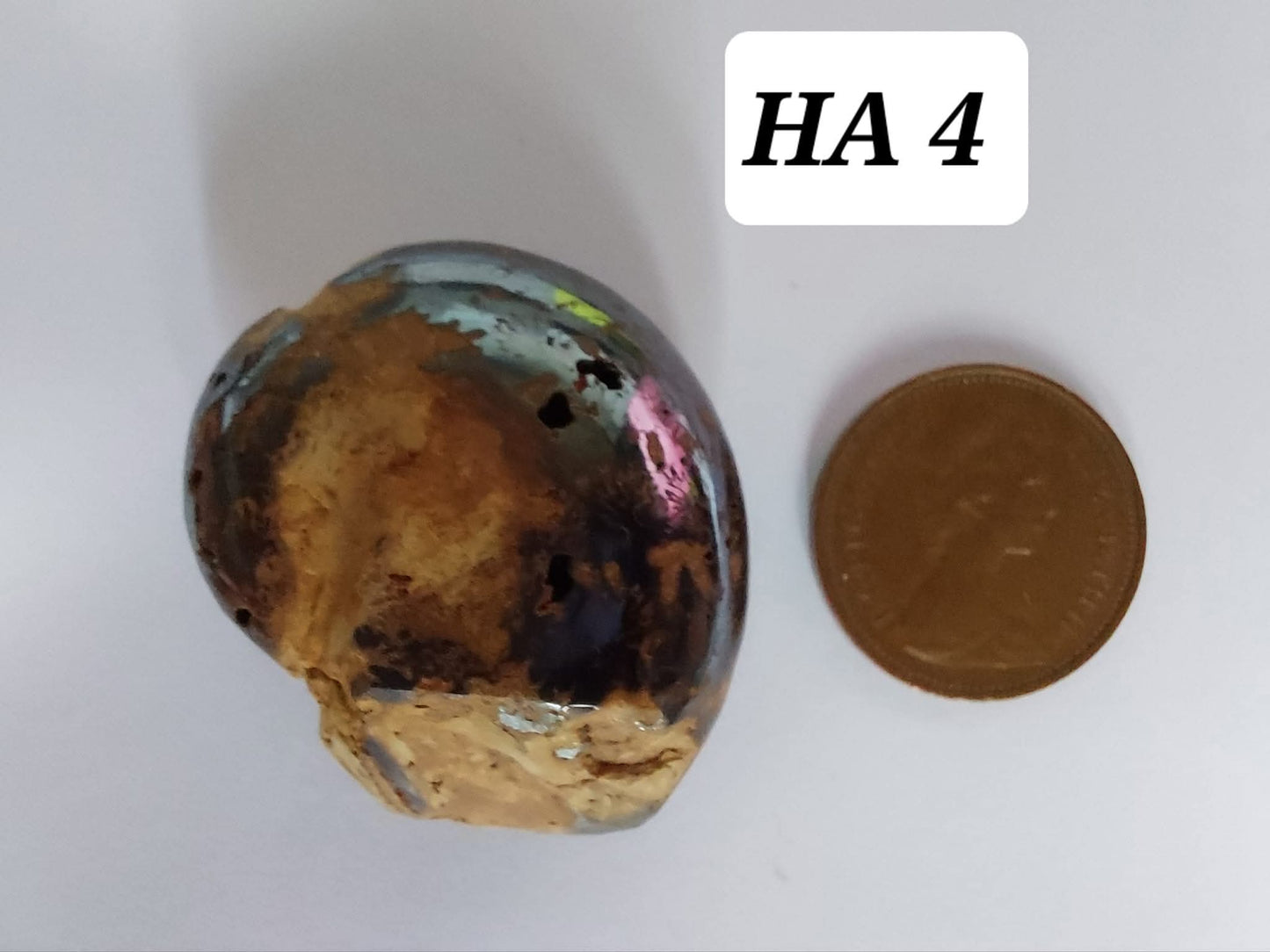 Hematite Ammonite, 18.26g, Fossil (Ref: HA4)