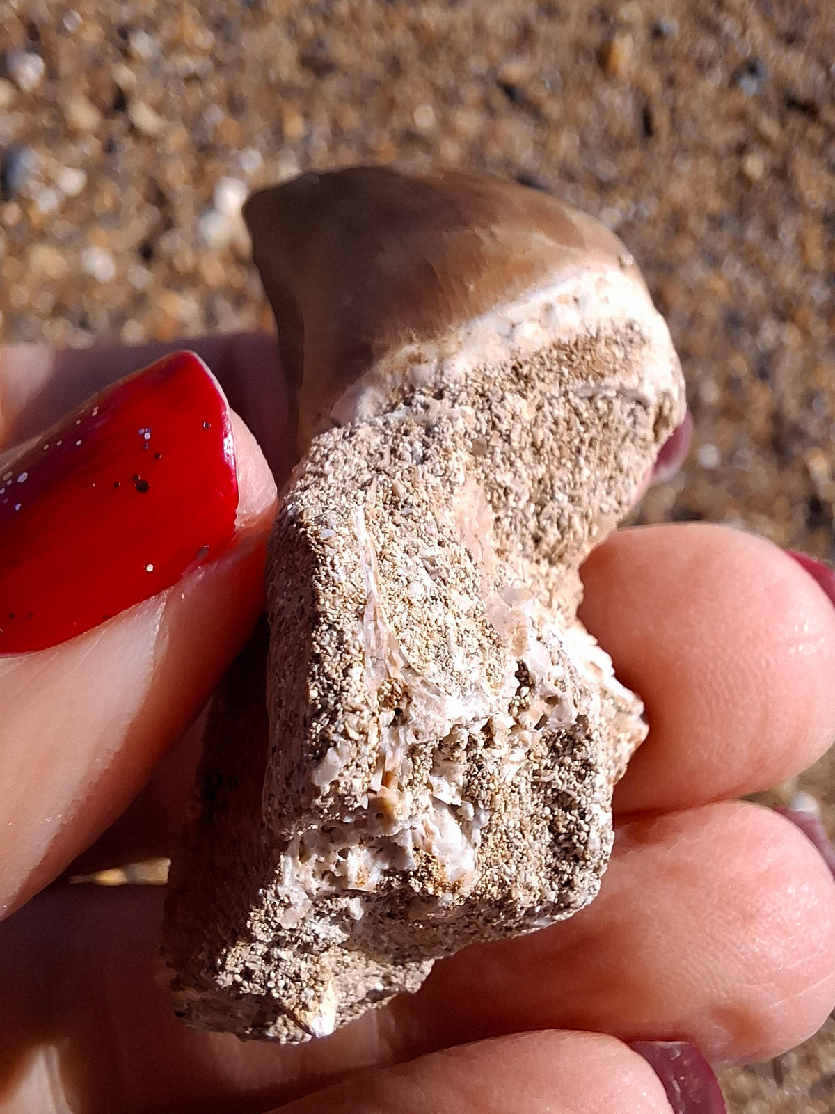 Mosasaurus Tooth with matrix, Fossil, (Ref: MTM1)